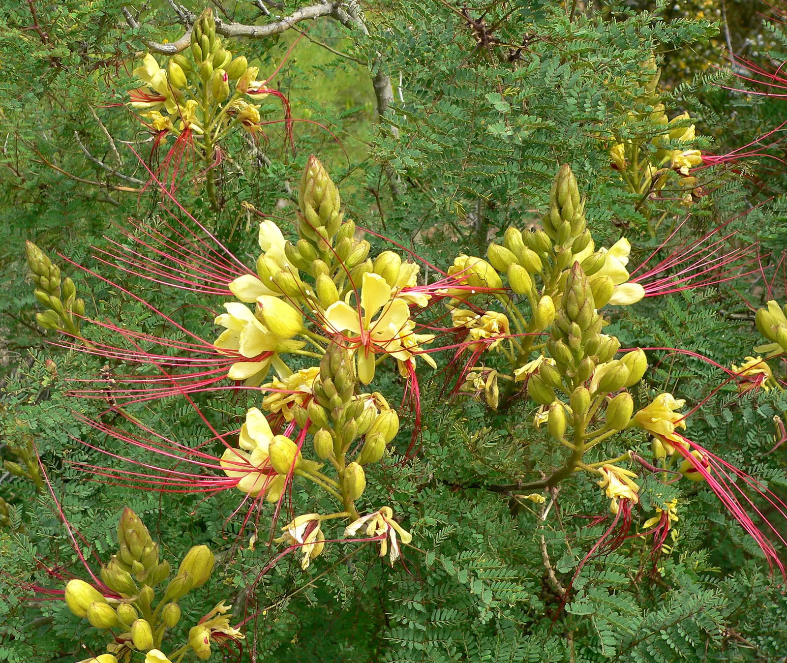 Yellow Bird Of Paradise (Caesalpinia Gilliesii) — blue-green foliage and striking yellow flowers with long red stamens; blooming throughout summer