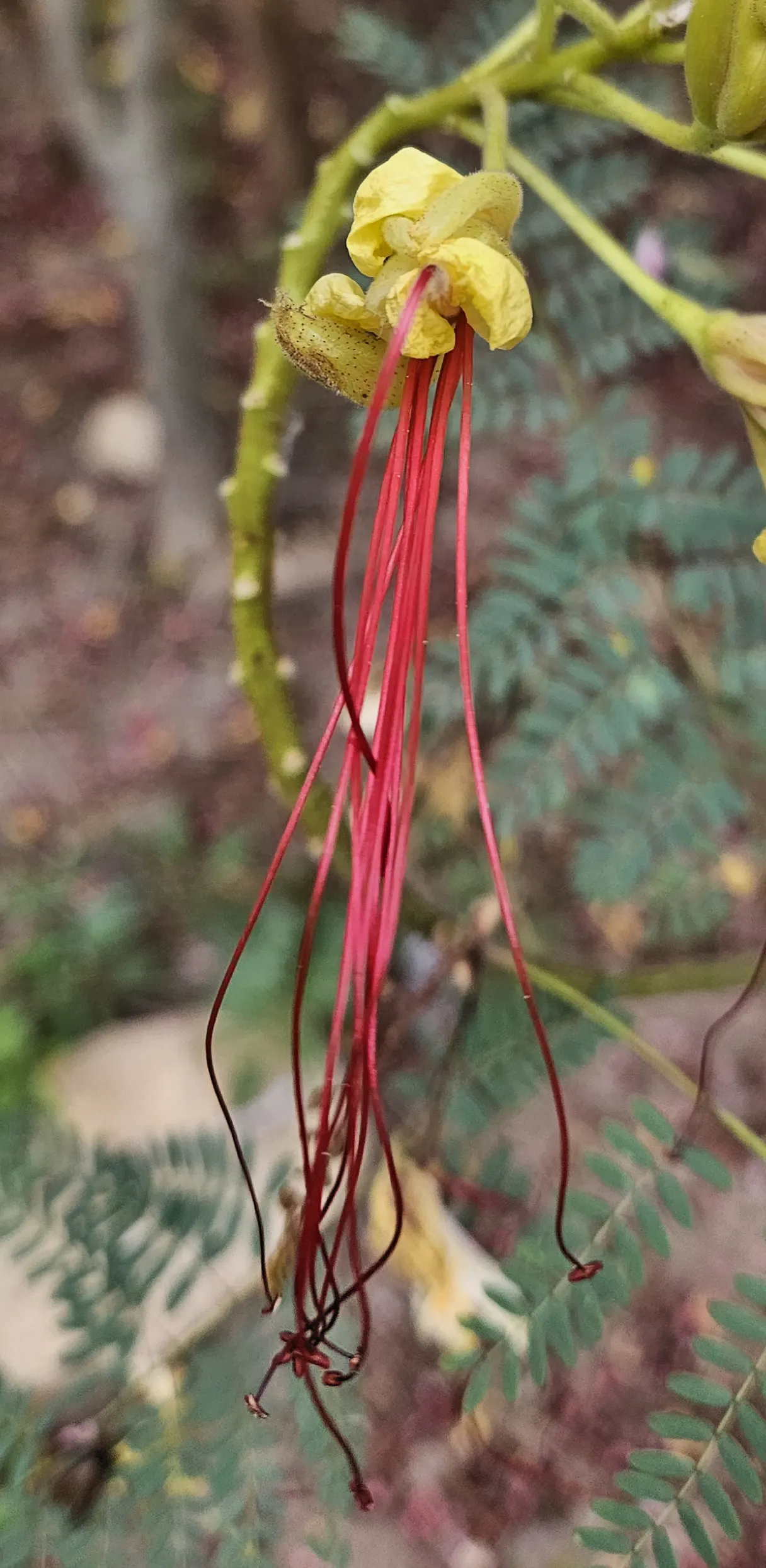 Yellow Bird Of Paradise (Caesalpinia Gilliesii) — Its distinctive features include feathery; shrub with multi-colored and red and yellow blooms, image 56