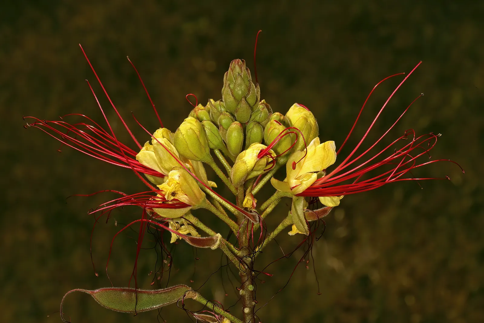 Yellow Bird Of Paradise (Caesalpinia Gilliesii) — The Yellow Bird of Paradise (Caesalpinia gilliesii) is a showy