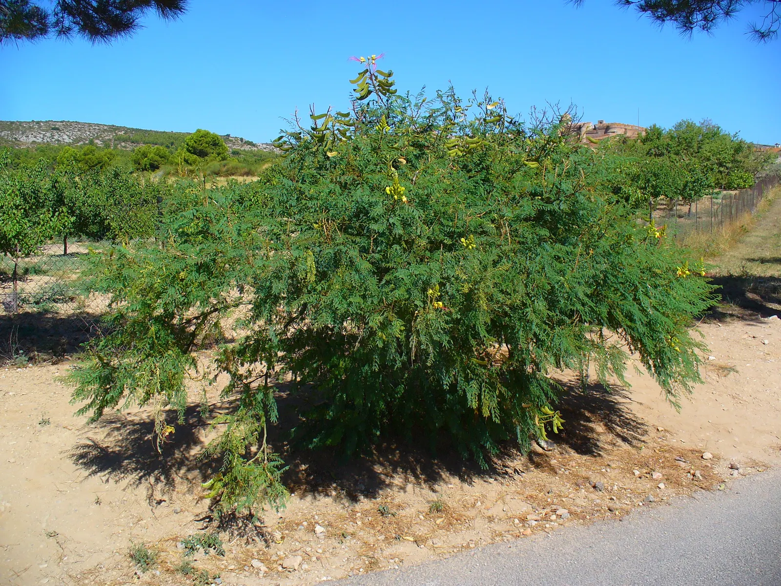 Yellow Bird Of Paradise (Caesalpinia Gilliesii) — Its eye-catching yellow flowers with elongated red stamens adorn the plant throughout the summer