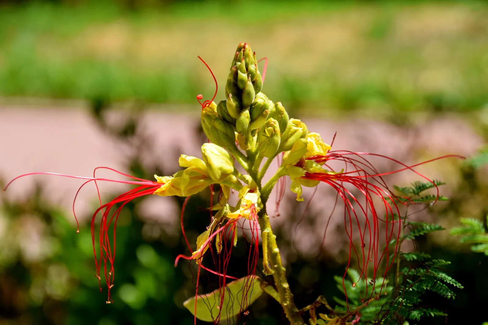 Yellow Bird Of Paradise (Caesalpinia Gilliesii) — multi-colored and red and yellow flowers in the garden