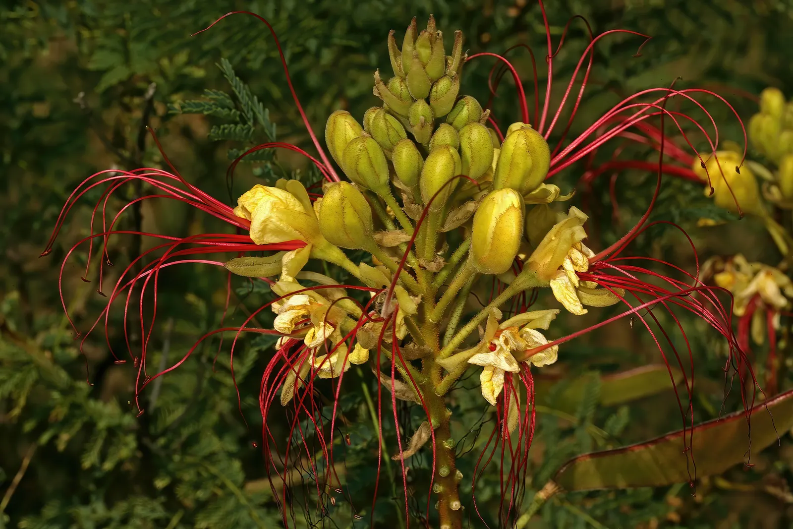 Yellow Bird Of Paradise (Caesalpinia Gilliesii) — reaching 5 to 10 feet in height and spread
