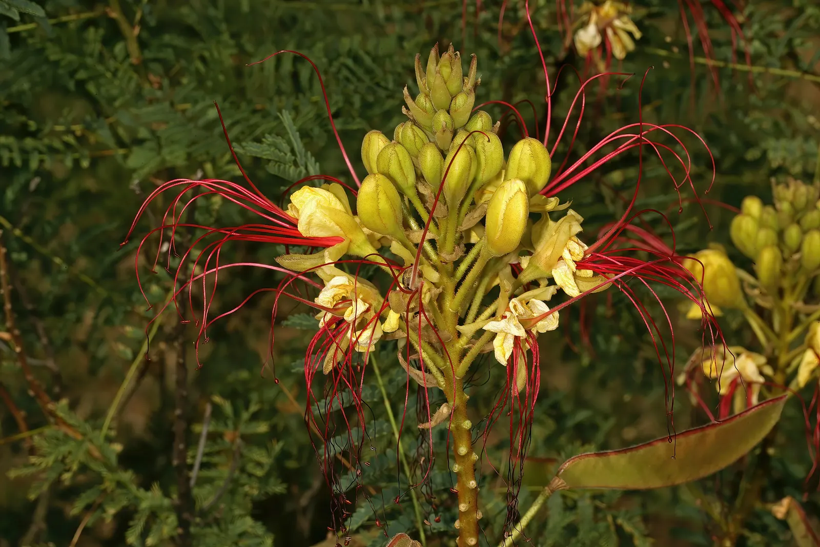 Yellow Bird Of Paradise (Caesalpinia Gilliesii) — blooming throughout summer