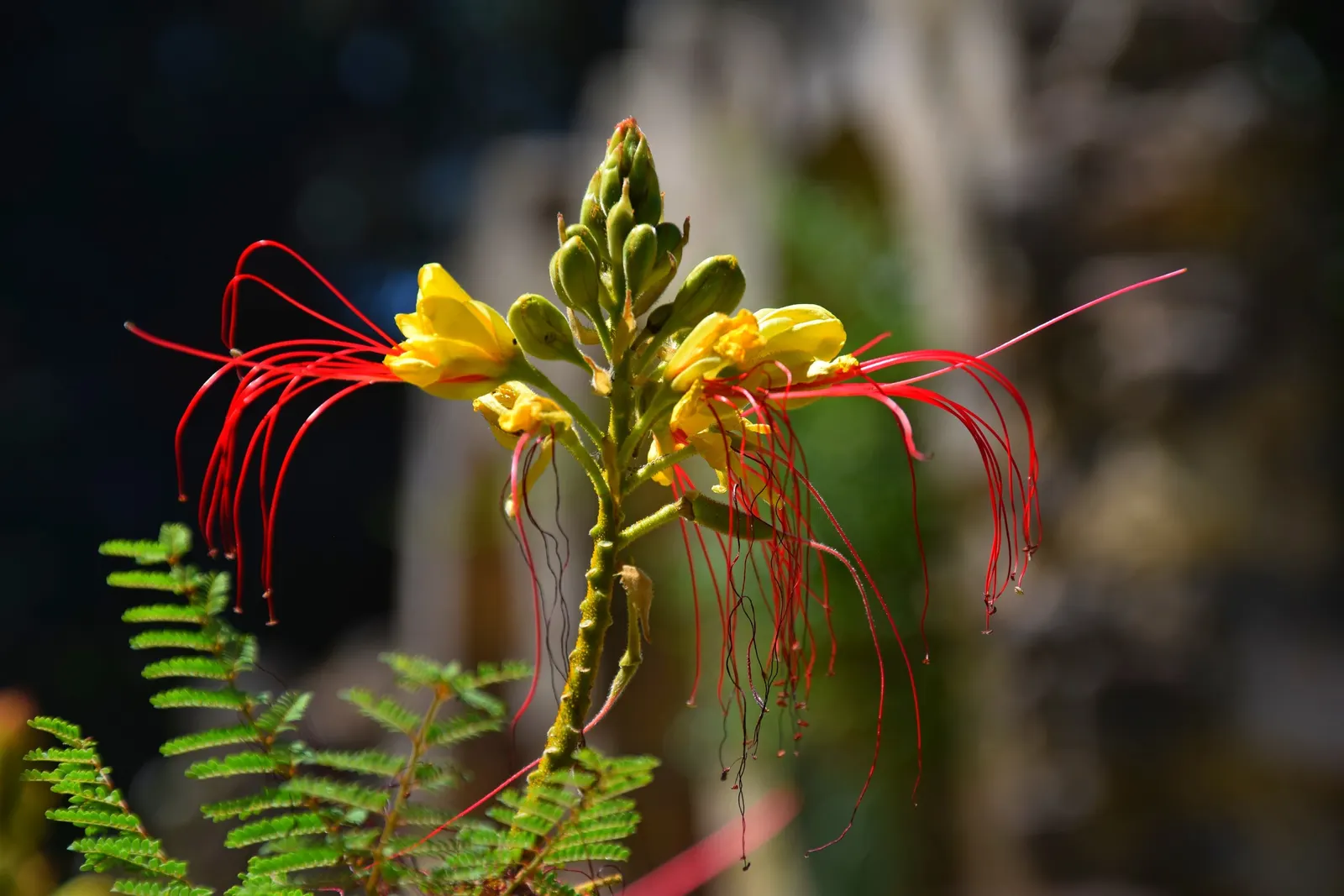 Yellow Bird Of Paradise (Caesalpinia Gilliesii) — reaching 5 to 10 feet in height and spread; provided the drainage is well-maintained.<br><br>Aside from its