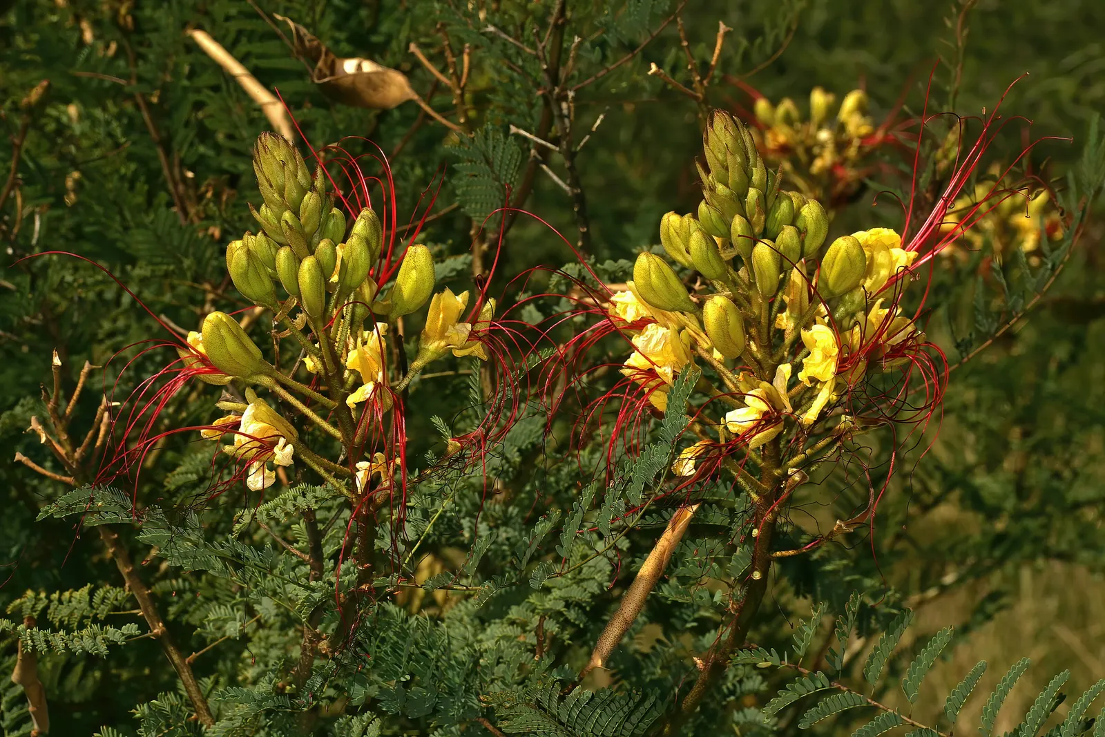 Yellow Bird Of Paradise (Caesalpinia Gilliesii) — Adaptability is a hallmark of the Yellow Bird of Paradise