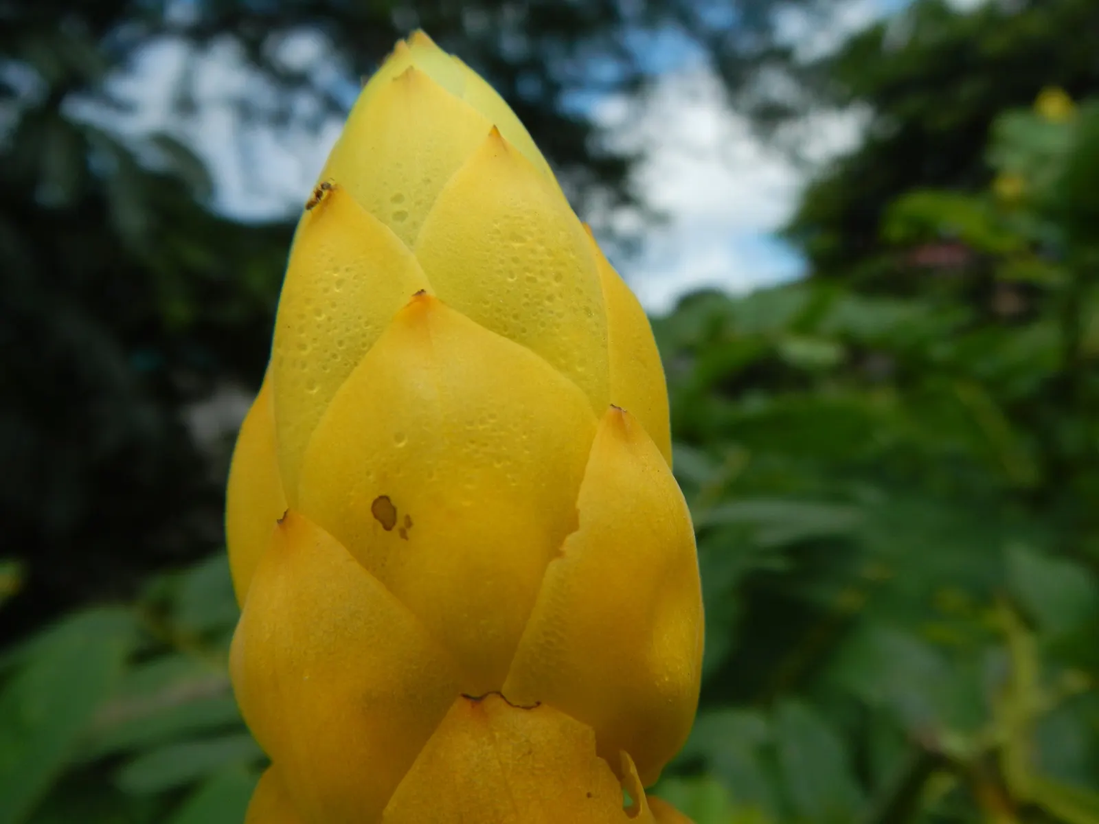 Yellow Bird Of Paradise (Caesalpinia Gilliesii) — multi-colored and red and yellow flowers in the garden; ornamental shrub that brings a lively, image 76