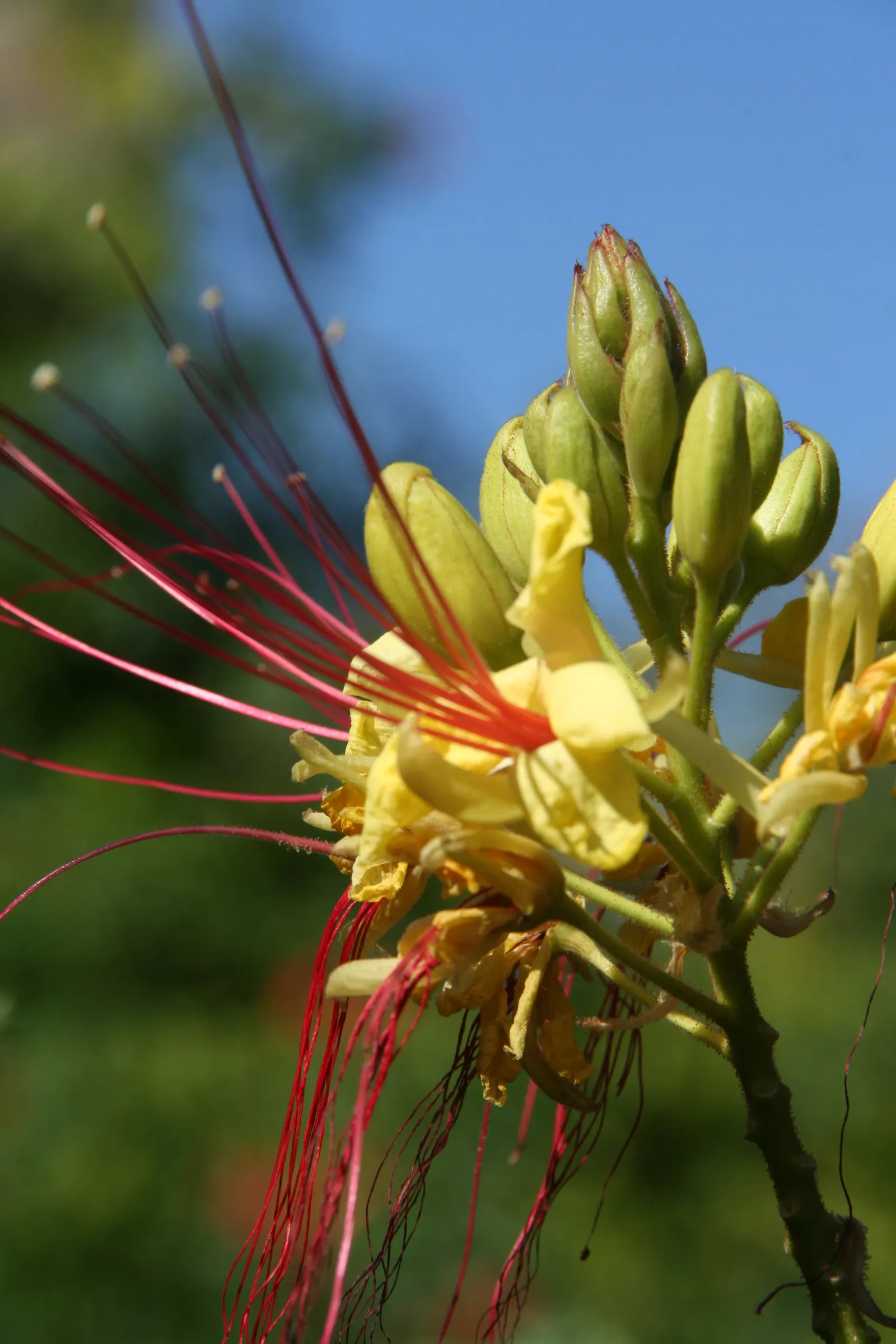 Yellow Bird Of Paradise (Caesalpinia Gilliesii) — ornamental shrub that brings a lively burst of color and exotic flair to any landscape; the Yellow Bird of