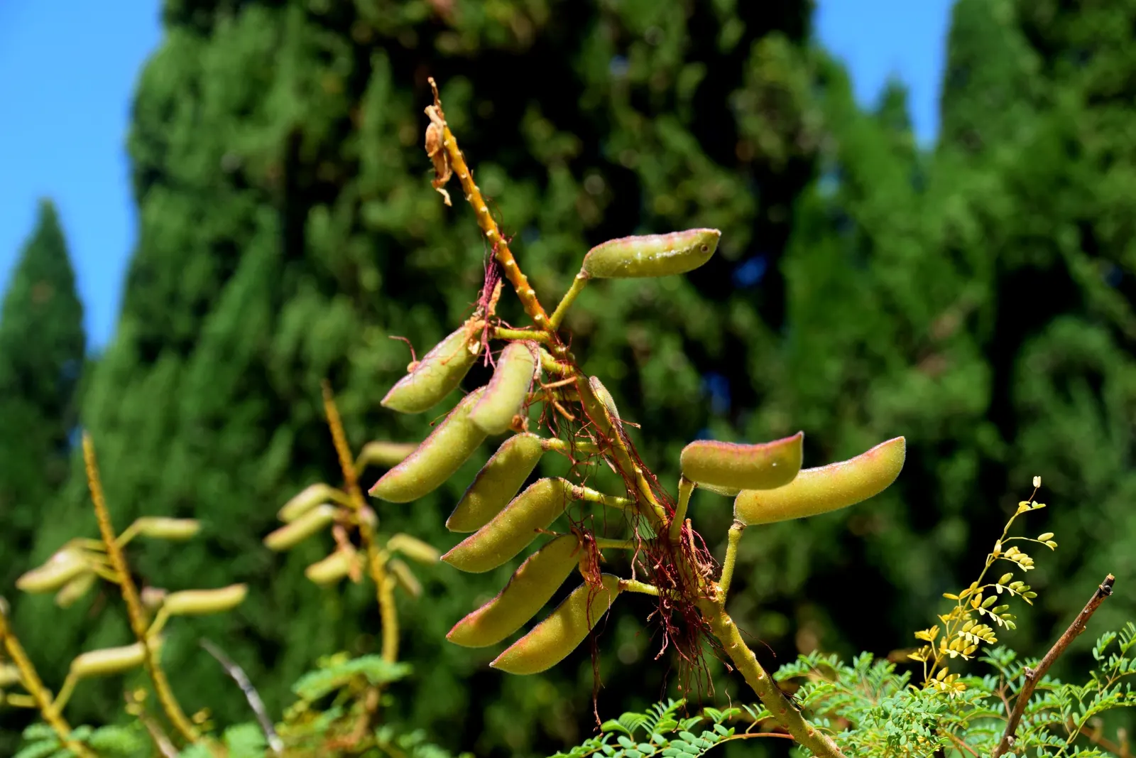 Yellow Bird Of Paradise (Caesalpinia Gilliesii) — and deadheading can minimize the spread of seeds if desired