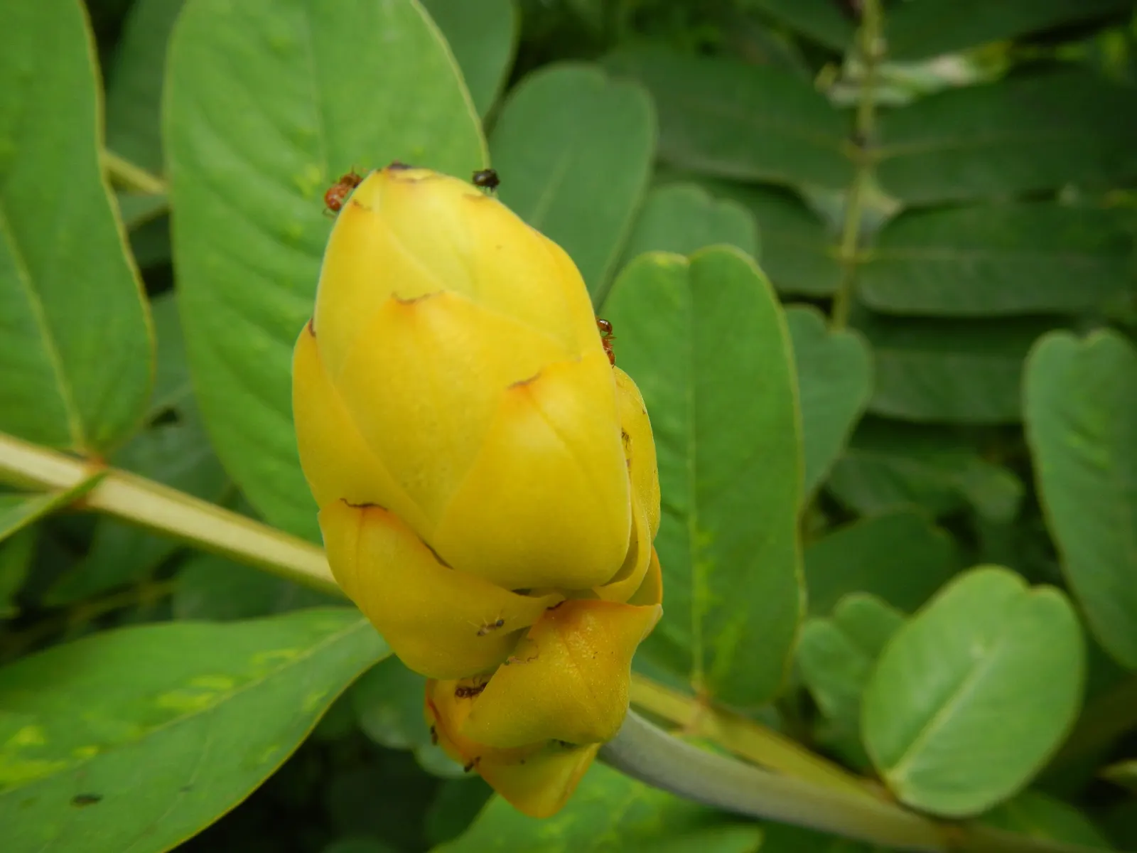 Yellow Bird Of Paradise (Caesalpinia Gilliesii) — The plant requires minimal watering once established and is relatively free of pests and diseases; shrub for