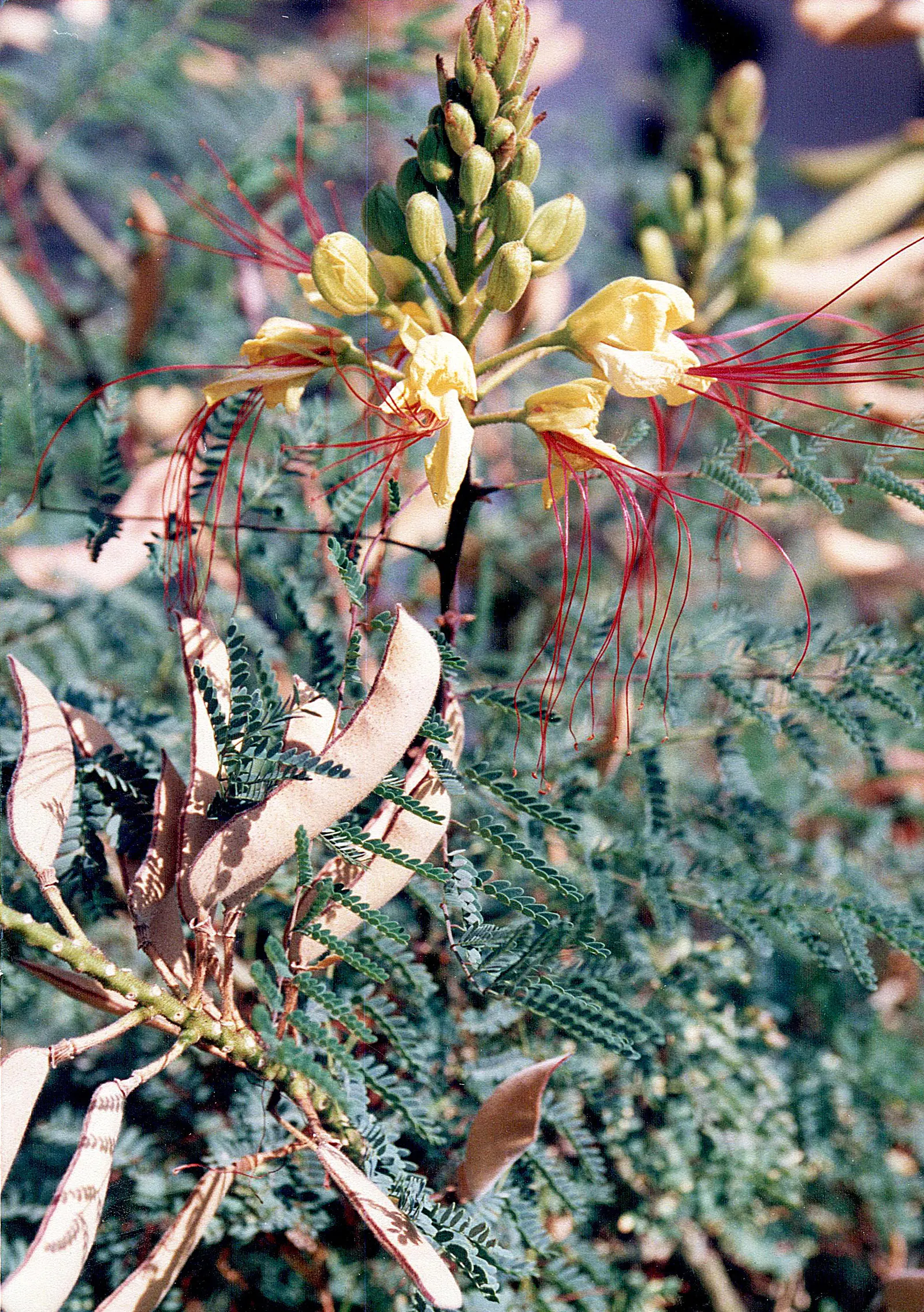 Yellow Bird Of Paradise (Caesalpinia Gilliesii) — Adaptability is a hallmark of the Yellow Bird of Paradise; multi-colored and red and yellow flowers in the