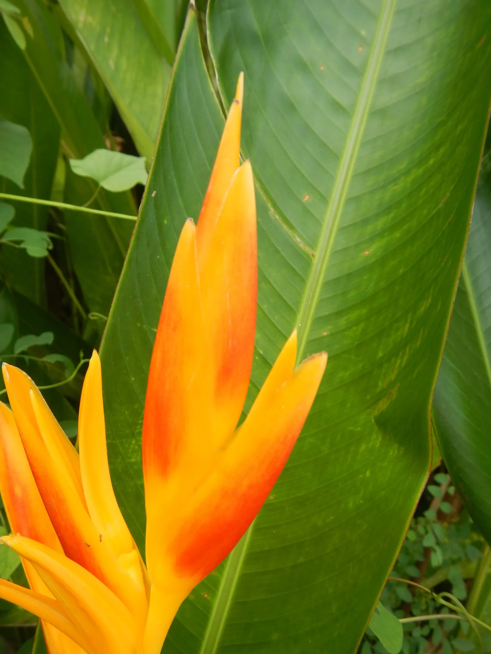 Yellow Bird Of Paradise (Caesalpinia Gilliesii) — shrub with multi-colored and red and yellow blooms; as it is drought-tolerant once established, image 77