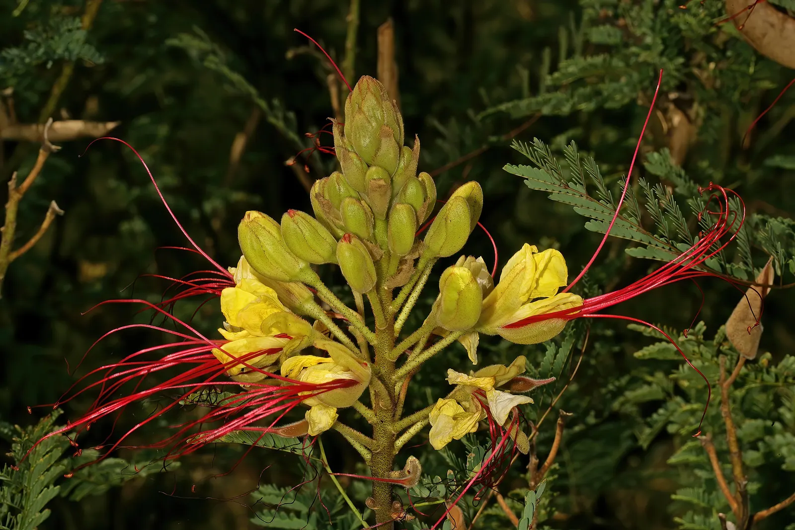 Yellow Bird Of Paradise (Caesalpinia Gilliesii) — and can tolerate a range of soil types