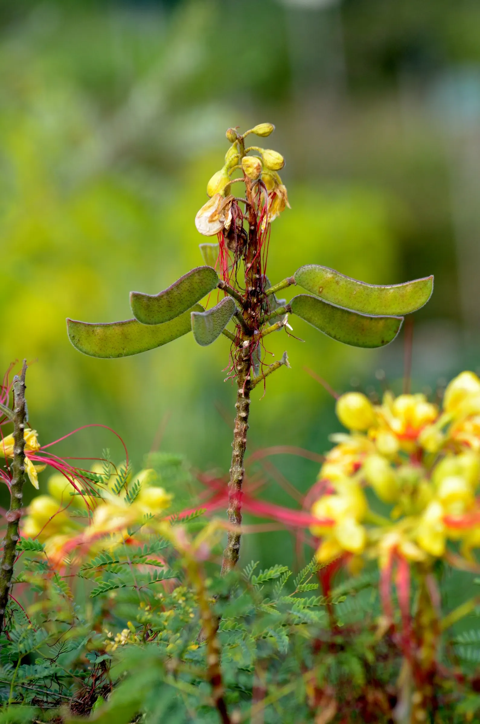 Yellow Bird Of Paradise (Caesalpinia Gilliesii) — as it is drought-tolerant once established; blue-green foliage and striking yellow flowers with long red