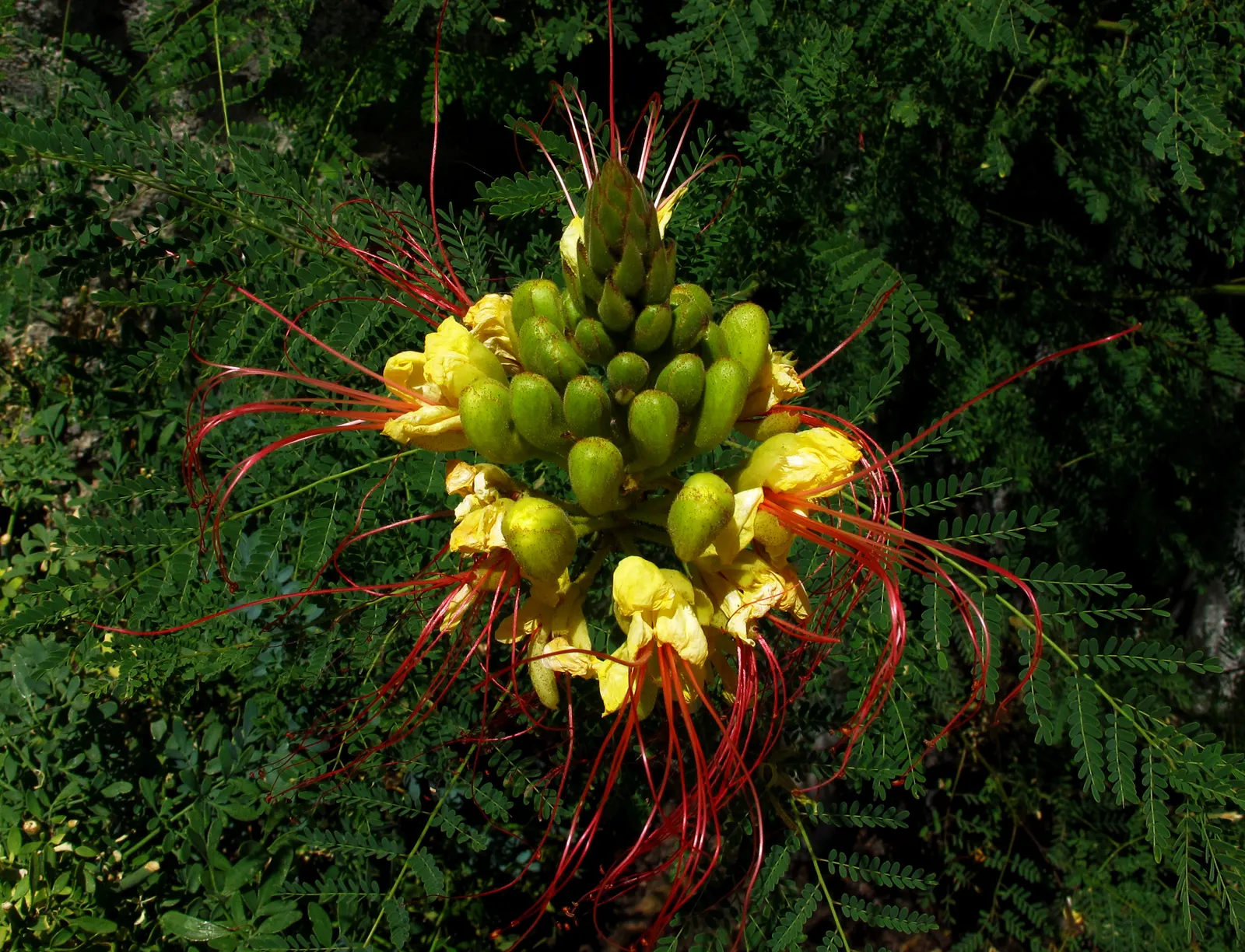 Yellow Bird Of Paradise (Caesalpinia Gilliesii) — Its distinctive features include feathery; shrub with multi-colored and red and yellow blooms