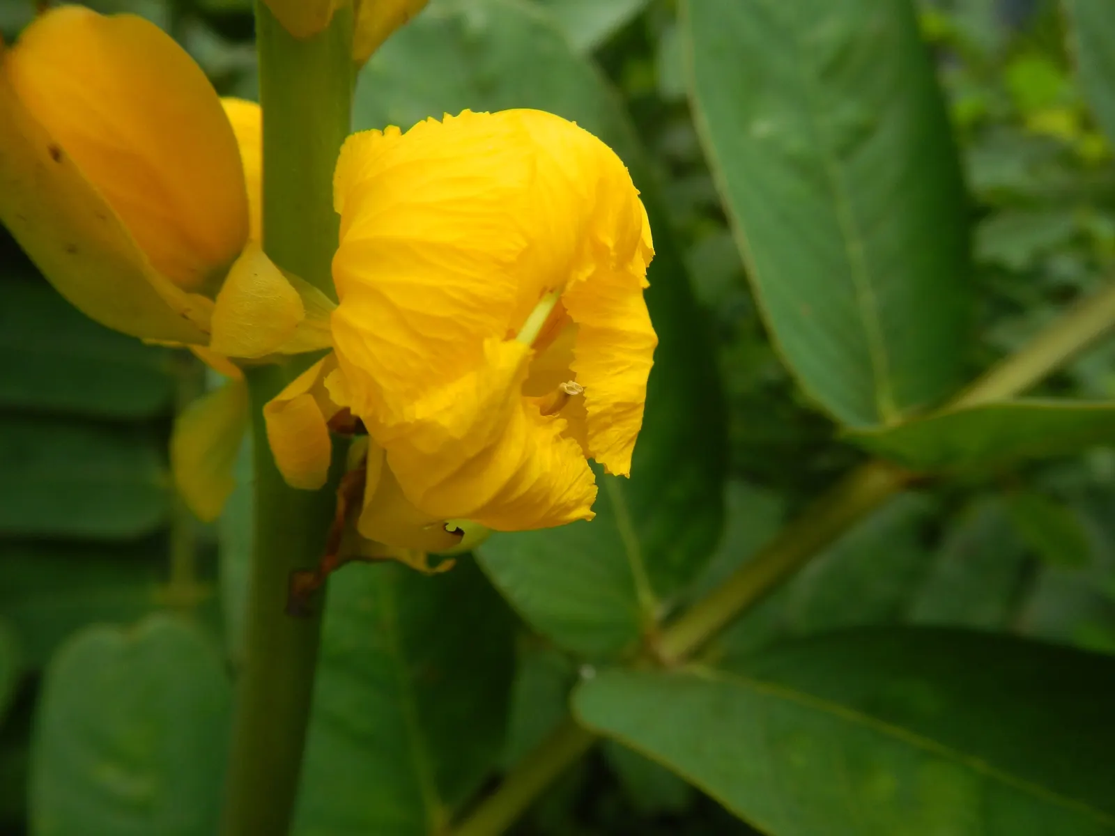 Yellow Bird Of Paradise (Caesalpinia Gilliesii) — this plant offers a touch of its native South American warmth to your garden design; regular, image 63