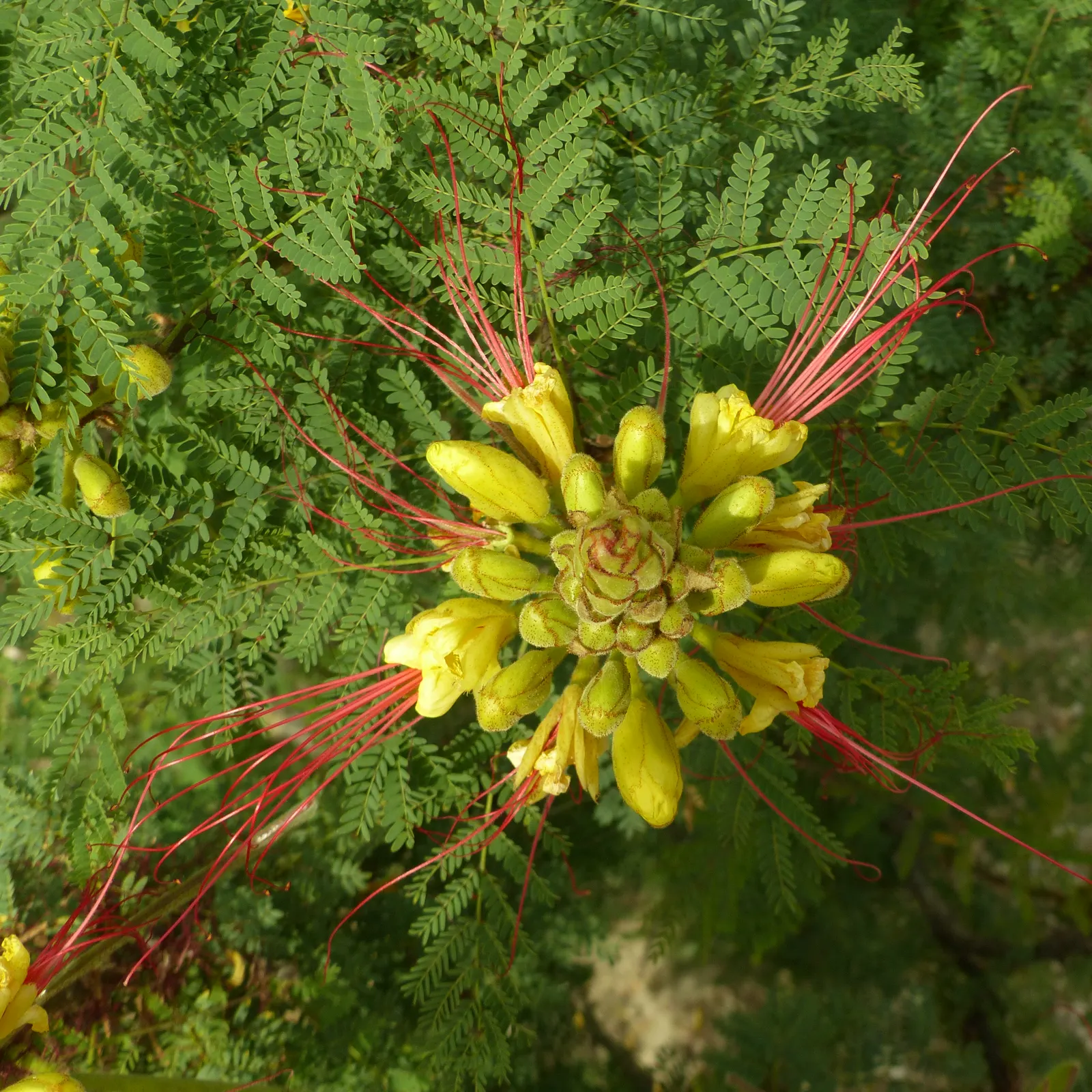Yellow Bird Of Paradise (Caesalpinia Gilliesii) — USDA Hardiness Zones are 8-11; ensure that you account for its mature size for optimal placement