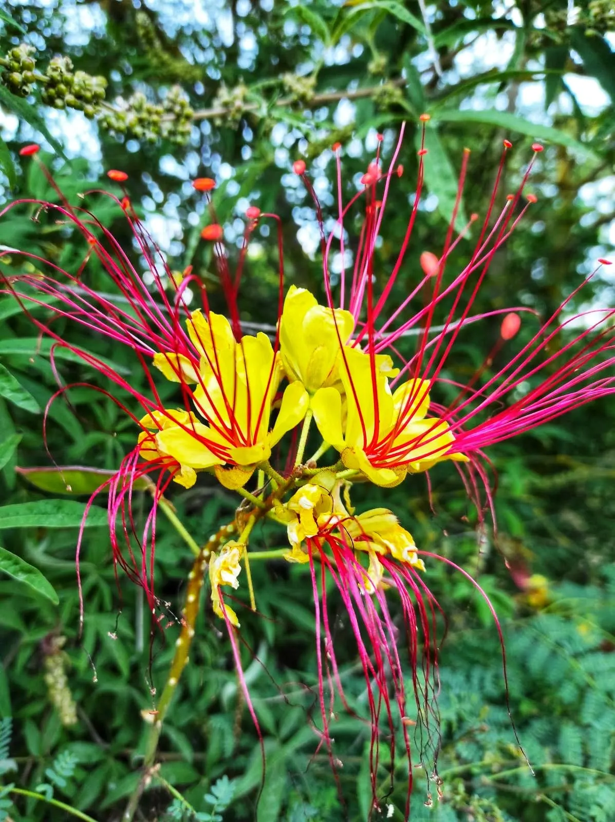 Yellow Bird Of Paradise (Caesalpinia Gilliesii) — and these can extend impressively up to 2 to 3 inches; and can tolerate a range of soil types