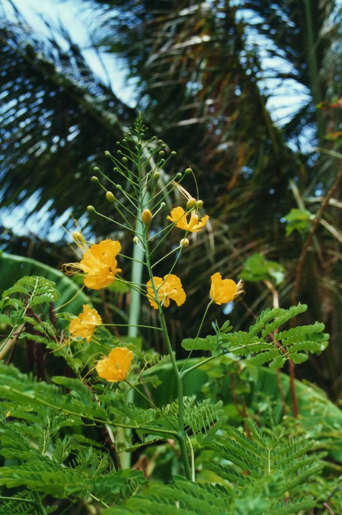 Yellow Bird Of Paradise (Caesalpinia Gilliesii) — reaching 5 to 10 feet in height and spread; provided the drainage is, image 55