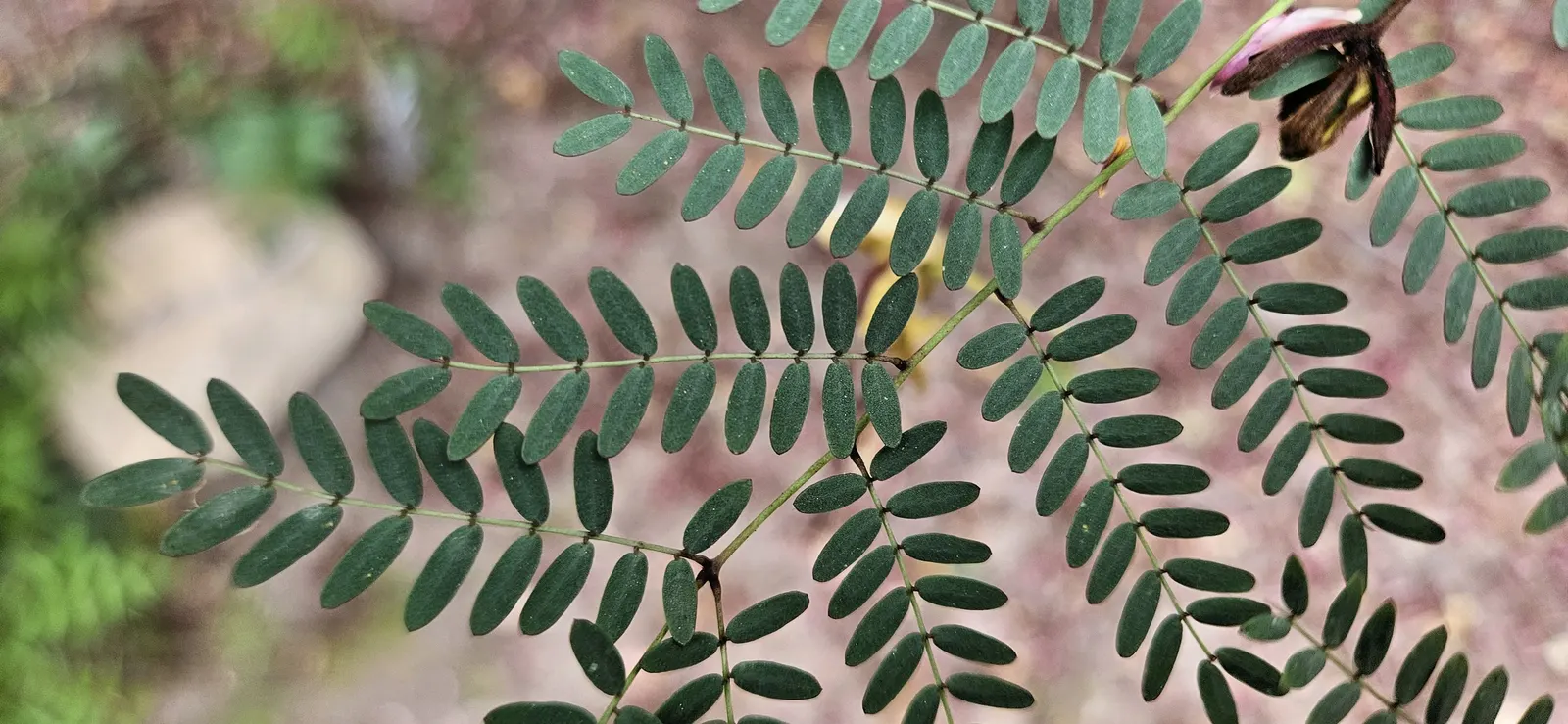 Yellow Bird Of Paradise (Caesalpinia Gilliesii) — and deadheading can minimize the spread of seeds if desired; is a drought-tolerant shrub, image 75