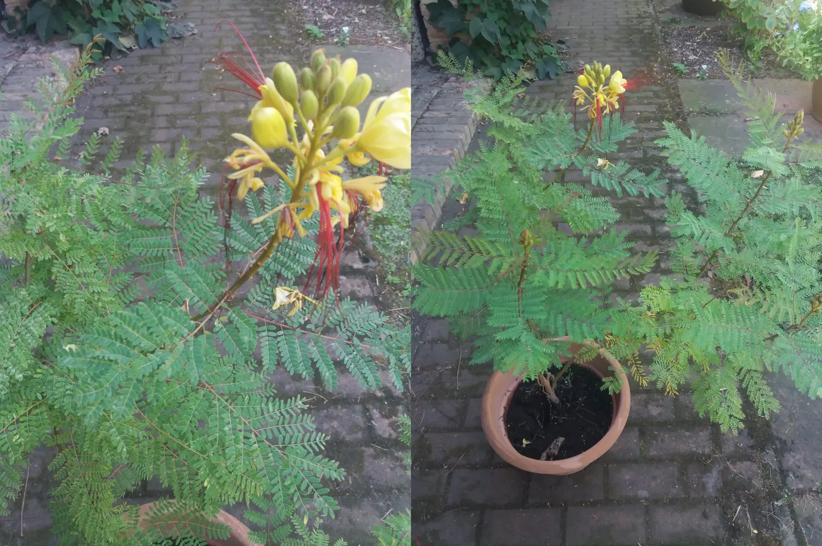 Yellow Bird Of Paradise (Caesalpinia Gilliesii) — blooming throughout summer; its eye-catching yellow flowers with elongated red stamens adorn the plant