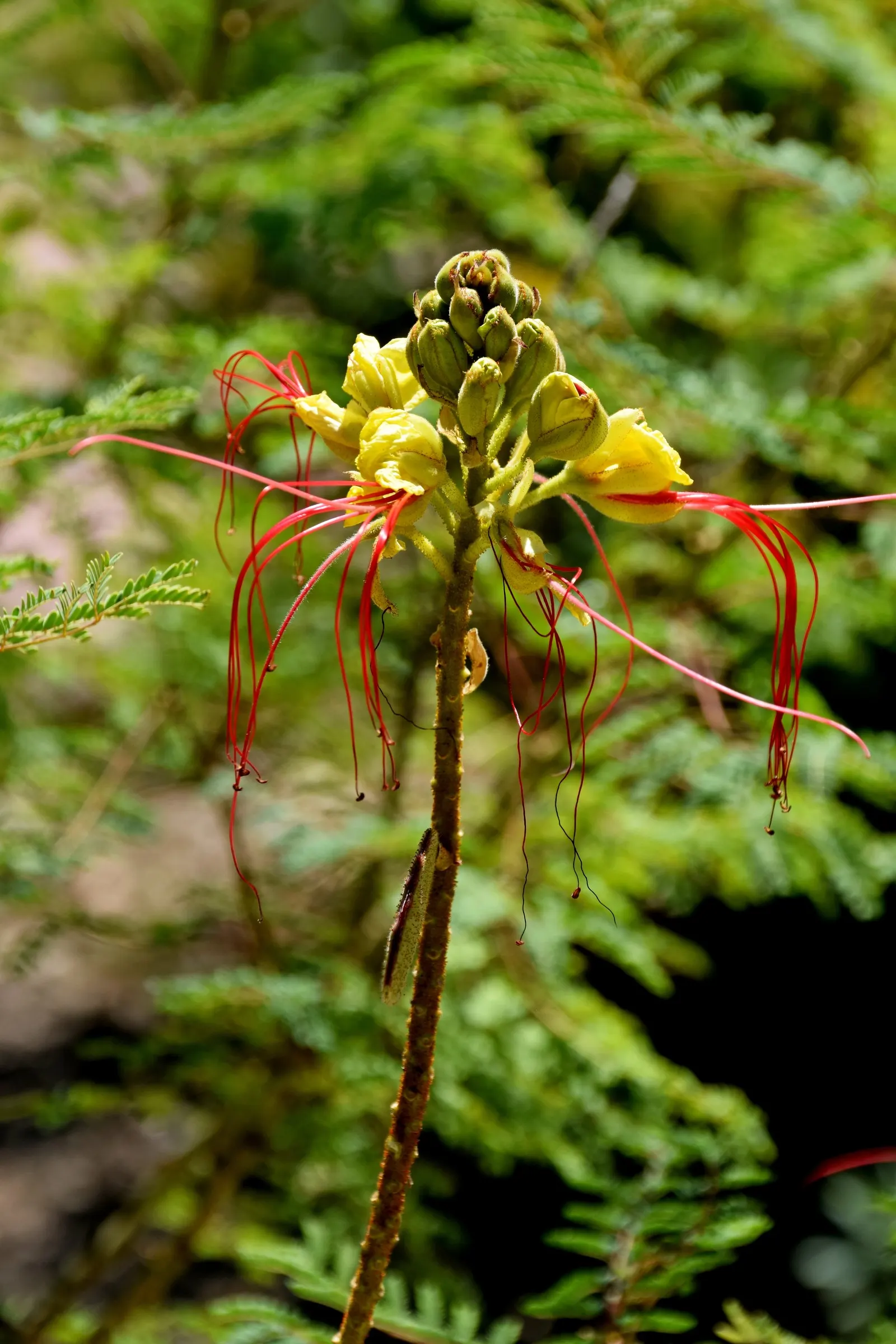 Yellow Bird Of Paradise (Caesalpinia Gilliesii) — commonly known as Yellow Bird of Paradise; its distinctive features include feathery