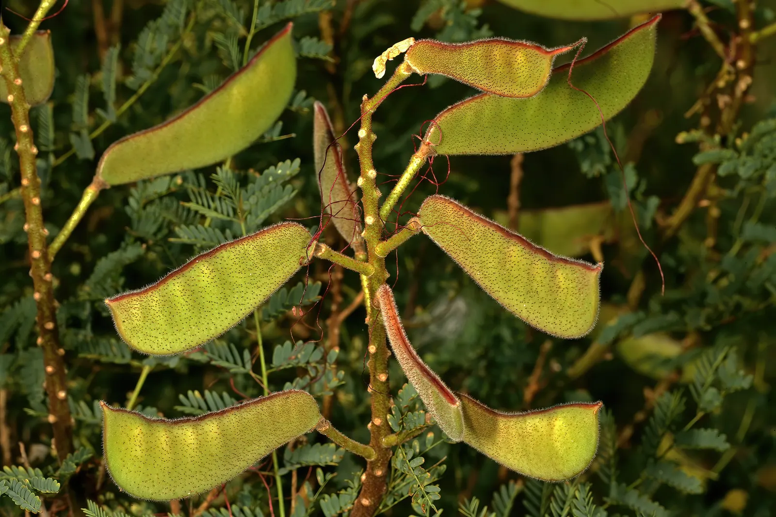 Yellow Bird Of Paradise (Caesalpinia Gilliesii) — and these can extend impressively up to 2 to 3 inches