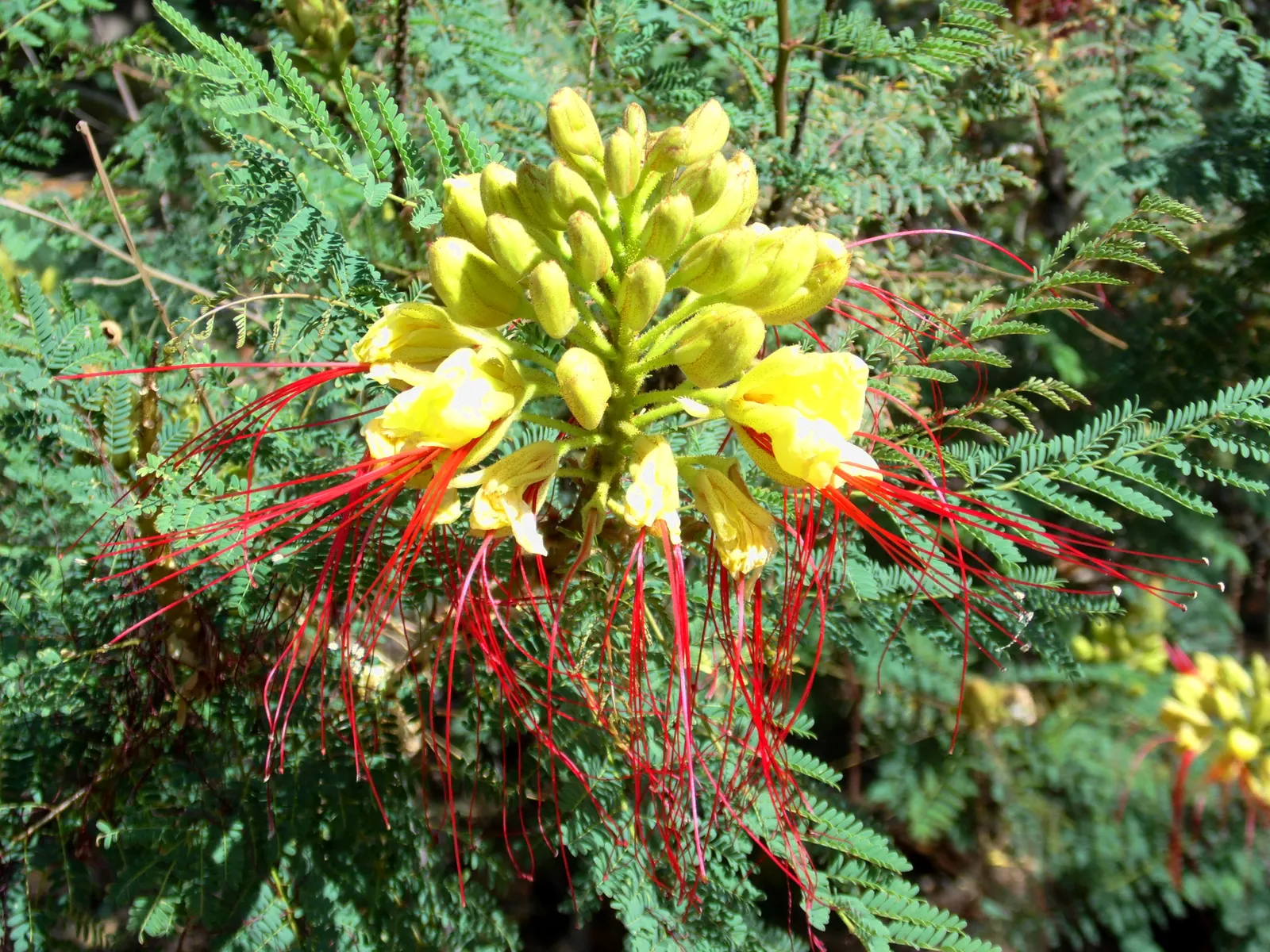 Yellow Bird Of Paradise (Caesalpinia Gilliesii) — this plant offers a touch of its native South American warmth to your garden design; regular pruning can