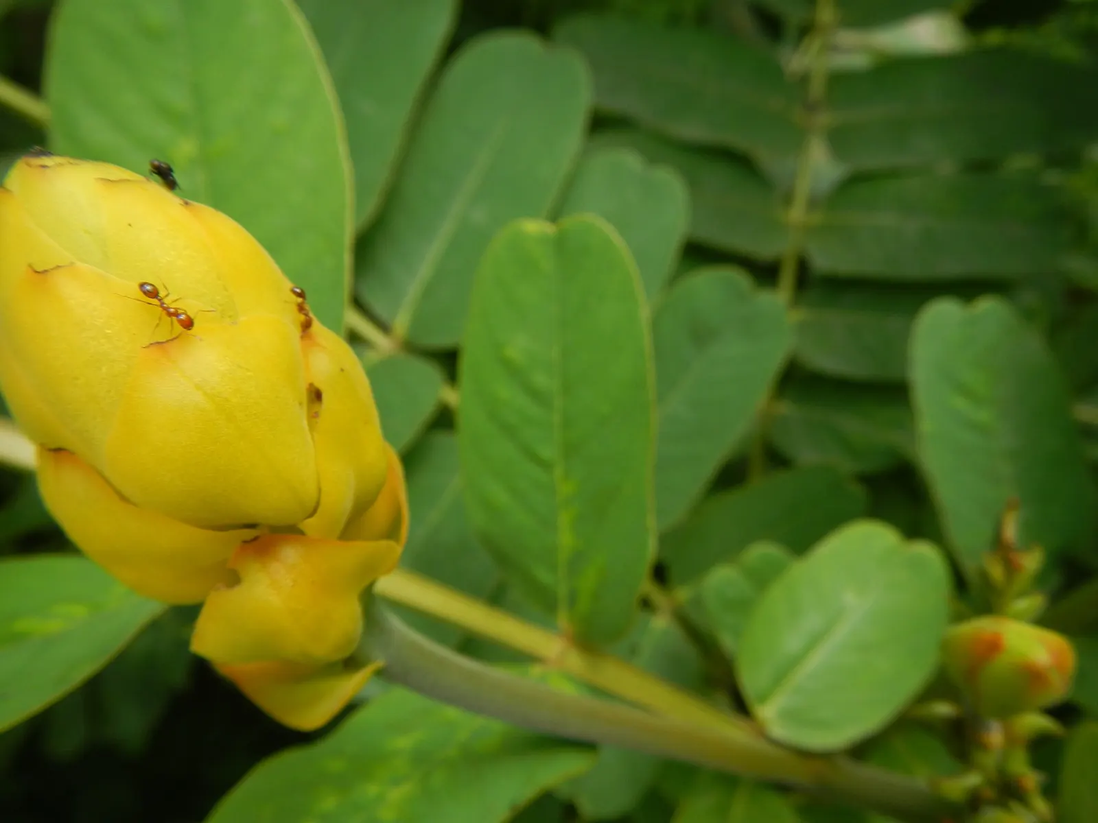 Yellow Bird Of Paradise (Caesalpinia Gilliesii) — ensure that you account for its mature size for optimal placement; uSDA Hardiness Zones are 8-11