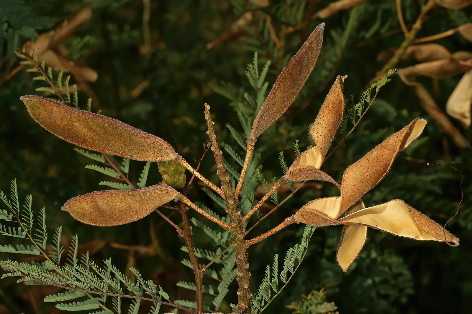 Yellow Bird Of Paradise (Caesalpinia Gilliesii) — ornamental shrub that brings a lively burst of color and exotic flair to any landscape