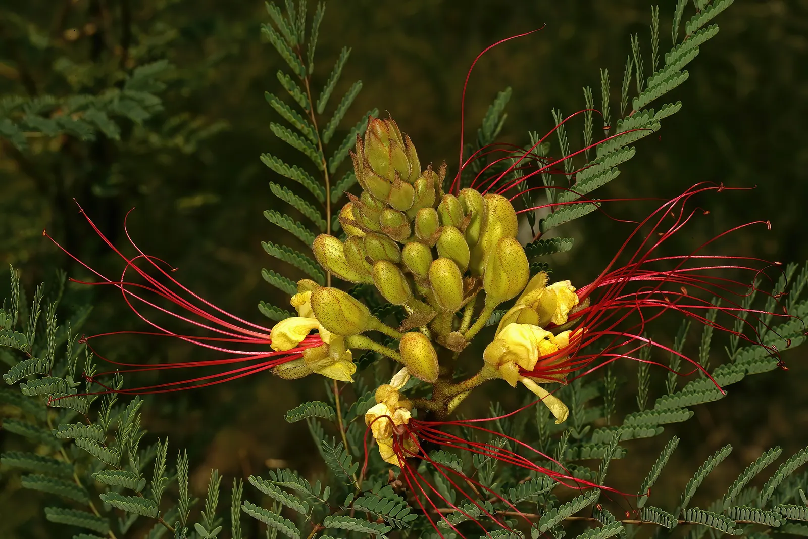 Yellow Bird Of Paradise (Caesalpinia Gilliesii) — Its distinctive features include feathery