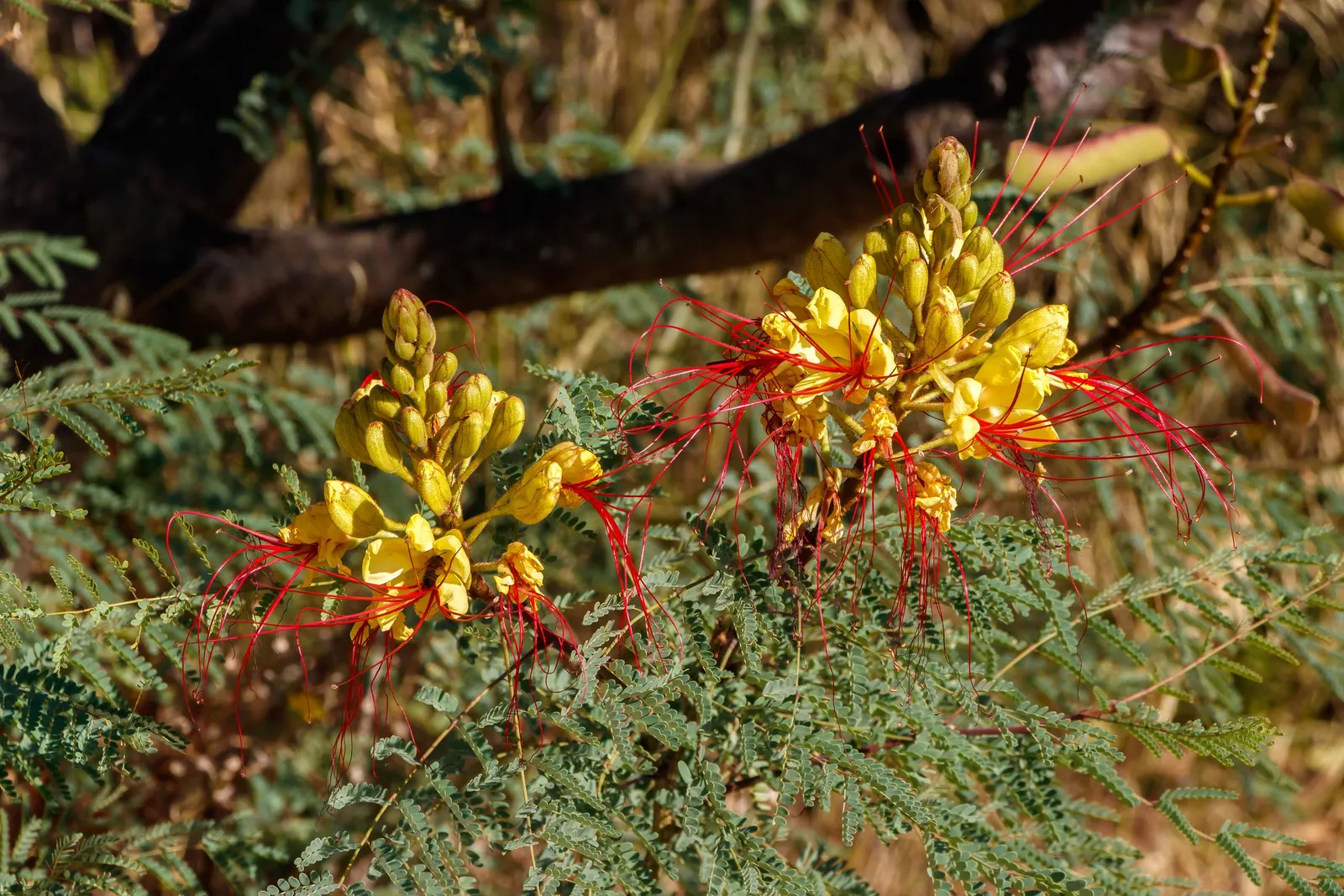 Yellow Bird Of Paradise (Caesalpinia Gilliesii) — Regular pruning can maintain the desired shape and size