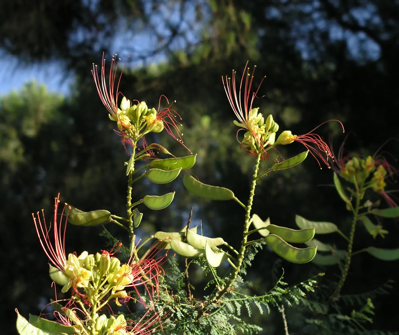 Yellow Bird Of Paradise (Caesalpinia Gilliesii) — The plant requires minimal watering once established and is relatively free of pests and diseases