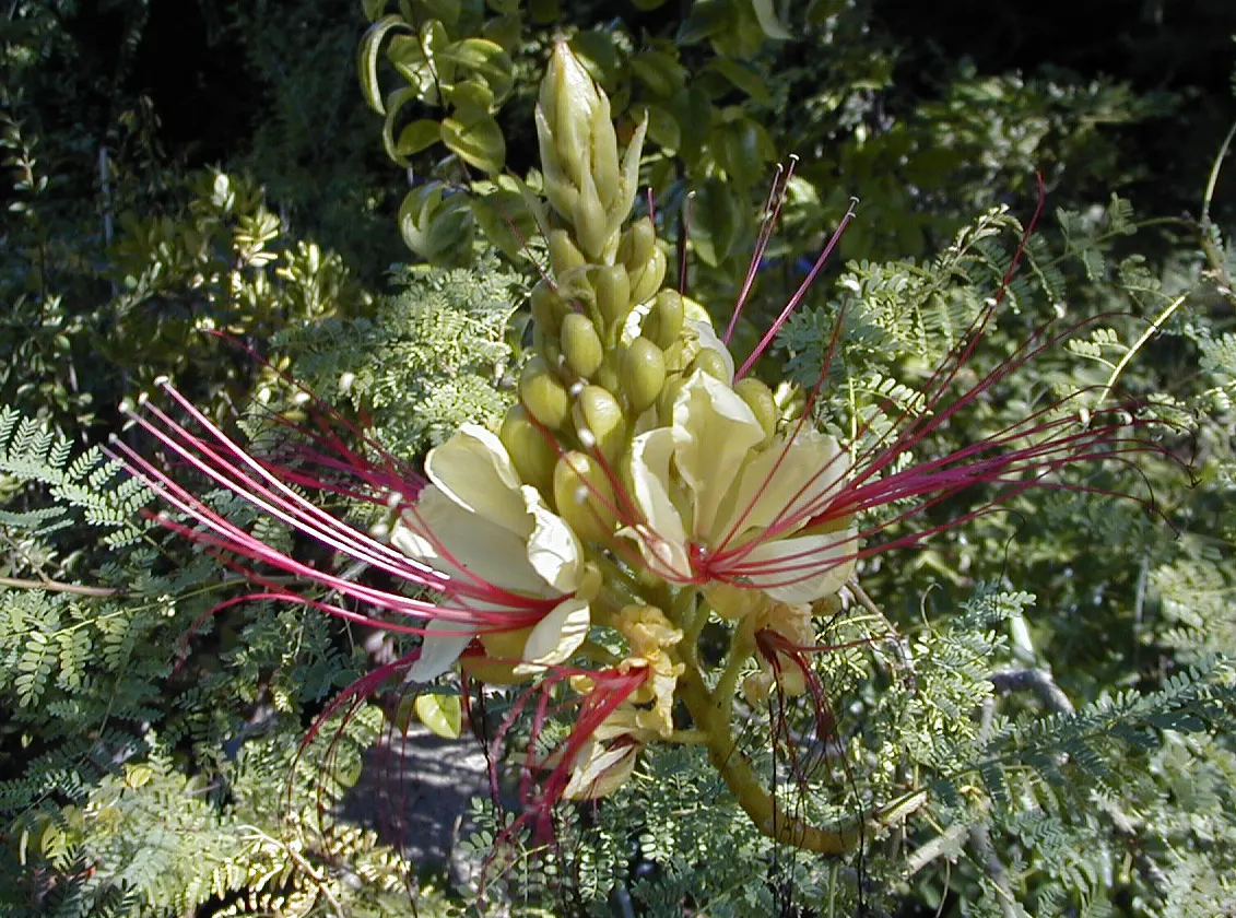 Yellow Bird Of Paradise (Caesalpinia Gilliesii) — and these can extend impressively up to 2 to 3 inches; and can tolerate a range of soil types, image 66