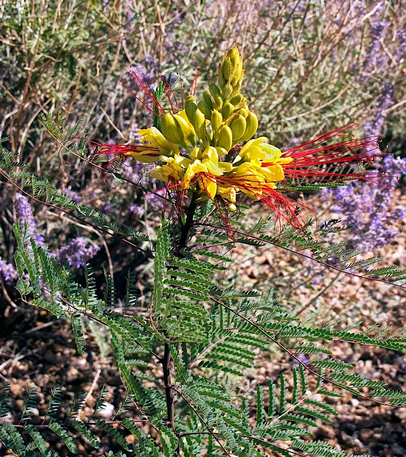 Yellow Bird Of Paradise (Caesalpinia Gilliesii) — Regular pruning can maintain the desired shape and size; and consider the plant's potential to self-seed