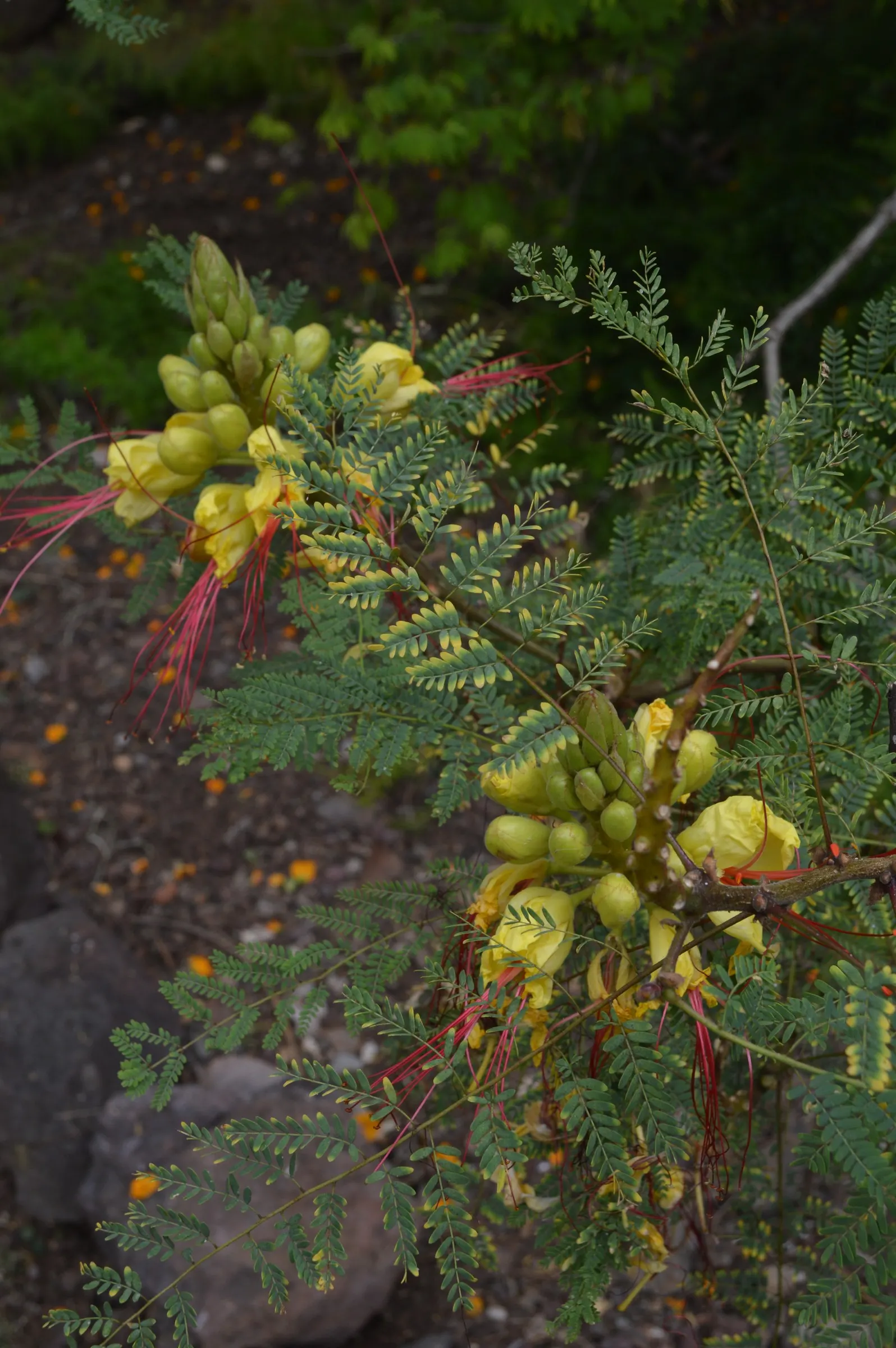 Yellow Bird Of Paradise (Caesalpinia Gilliesii) — commonly known as Yellow Bird of Paradise; its distinctive features include feathery, image 53