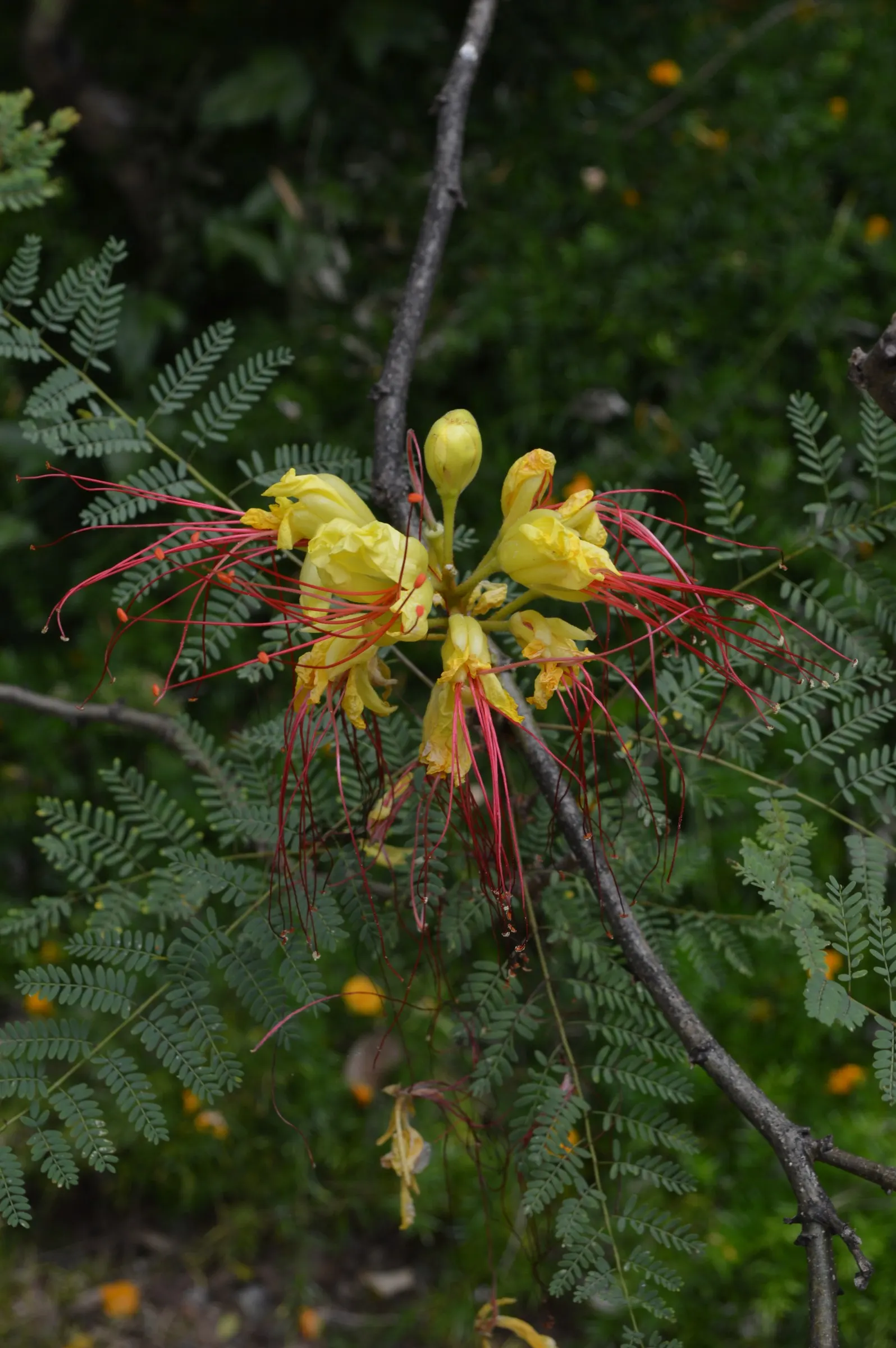 Yellow Bird Of Paradise (Caesalpinia Gilliesii) — provided the drainage is well-maintained.<br><br>Aside from its ornamental value; the plant requires minimal