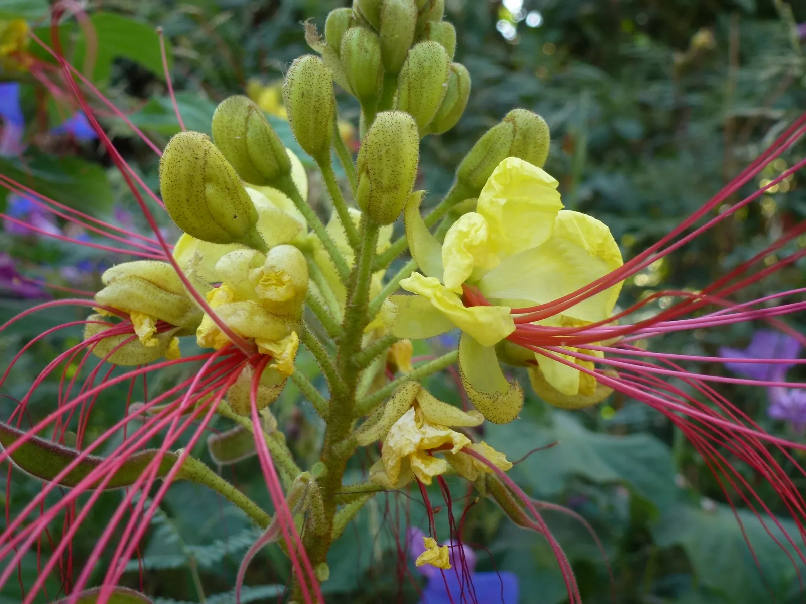 Yellow Bird Of Paradise (Caesalpinia Gilliesii) — and can tolerate a range of soil types; reaching heights of 4 to 6 feet and spreading up to 3 to, image 69