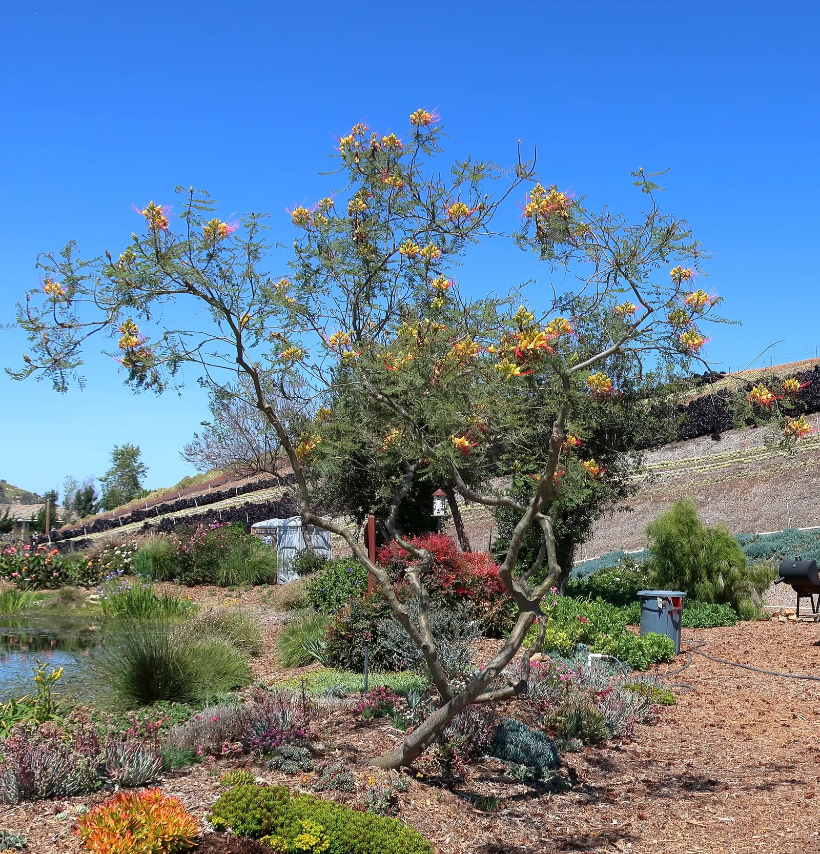 Yellow Bird Of Paradise (Caesalpinia Gilliesii) — USDA Hardiness Zones are 8-11; ensure that you account for its mature size for optimal placement, image 59