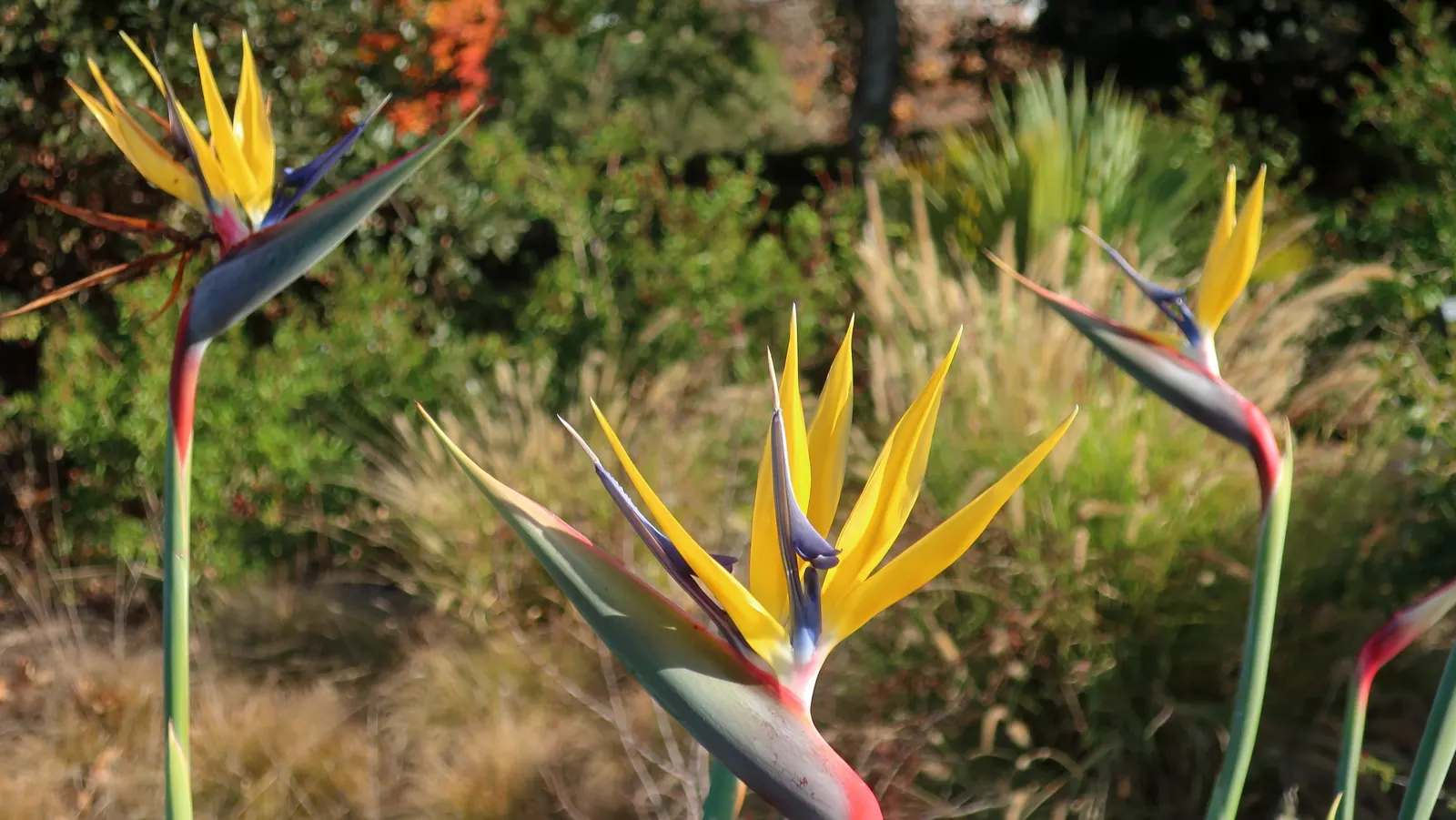 Yellow Bird Of Paradise (Caesalpinia Gilliesii) — shrub for full or half; and deadheading can minimize the spread of seeds if desired