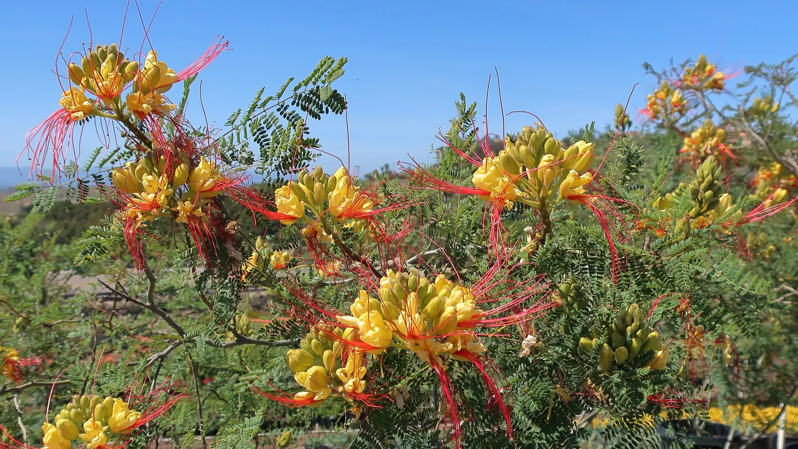 Yellow Bird Of Paradise (Caesalpinia Gilliesii) — Its eye-catching yellow flowers with elongated red stamens adorn the plant throughout the summer, image 65