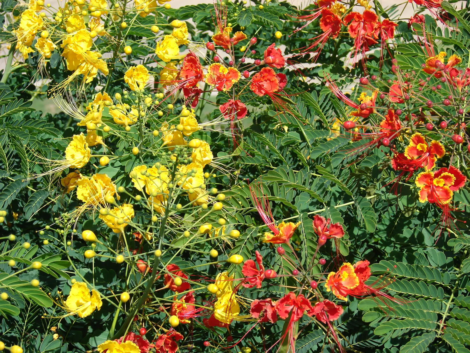 Yellow Bird Of Paradise (Caesalpinia Gilliesii) — is a drought-tolerant shrub; this plant offers a touch of its native South American warmth to, image 54
