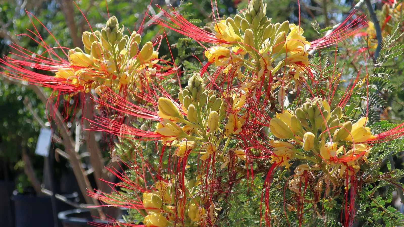 Yellow Bird Of Paradise (Caesalpinia Gilliesii) — blooming throughout summer; its eye-catching yellow flowers with elongated red stamens adorn the, image 58
