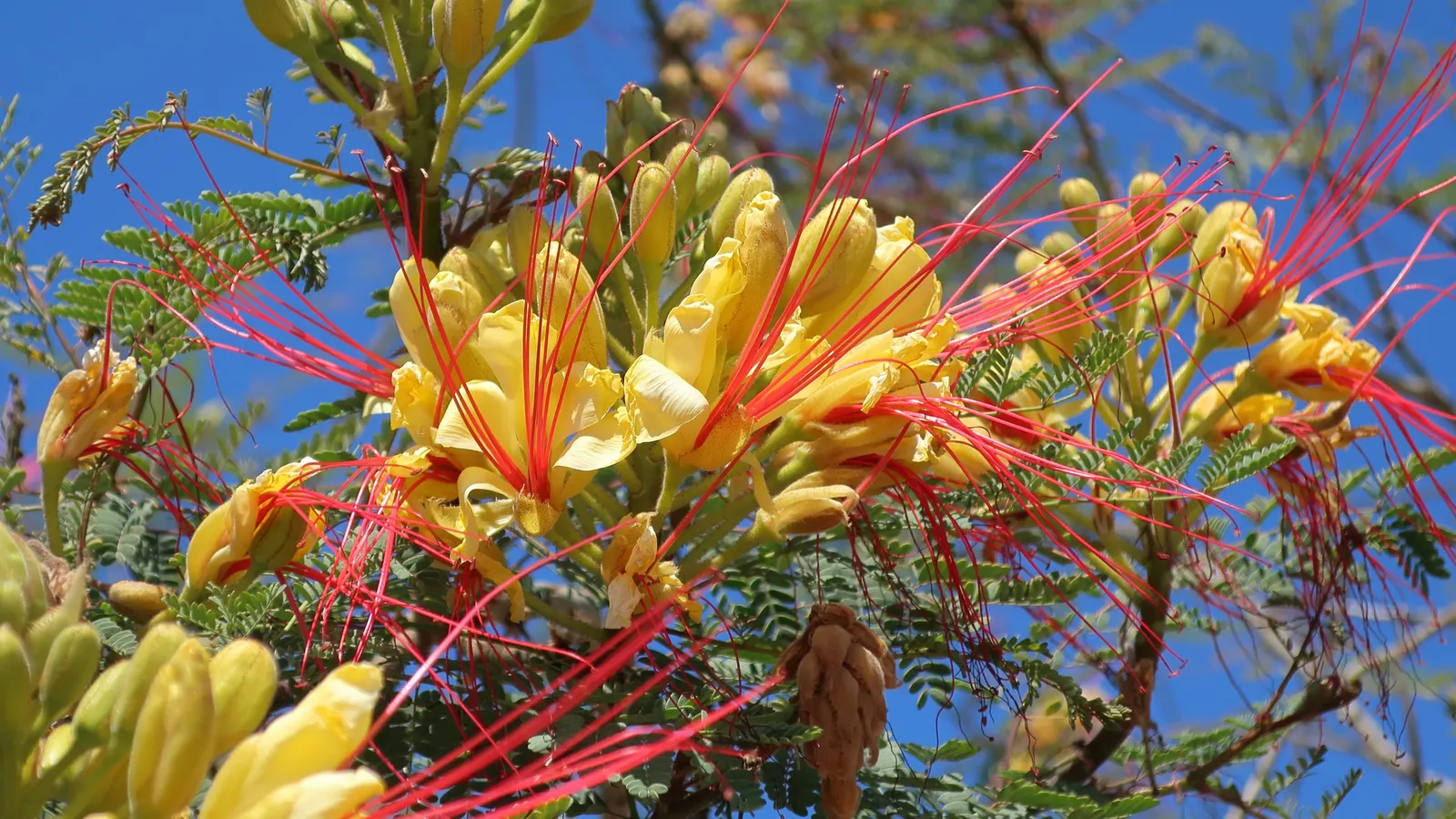 Yellow Bird Of Paradise (Caesalpinia Gilliesii) — reaching heights of 4 to 6 feet and spreading up to 3 to 5 feet wide; reaching 5 to 10 feet in, image 64