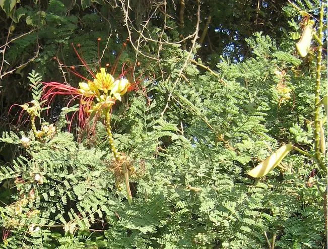 Yellow Bird Of Paradise (Caesalpinia Gilliesii) — The Yellow Bird of Paradise (Caesalpinia gilliesii) is a showy; commonly known as Yellow Bird of, image 60