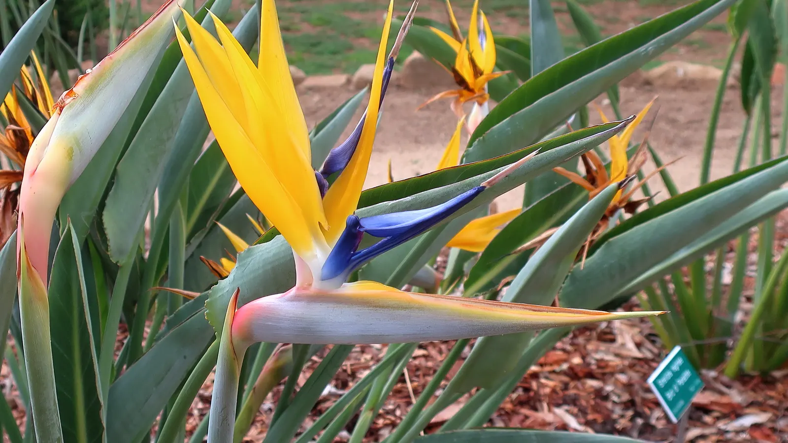Yellow Bird Of Paradise (Caesalpinia Gilliesii) — shrub with multi-colored and red and yellow blooms; as it is drought-tolerant once established