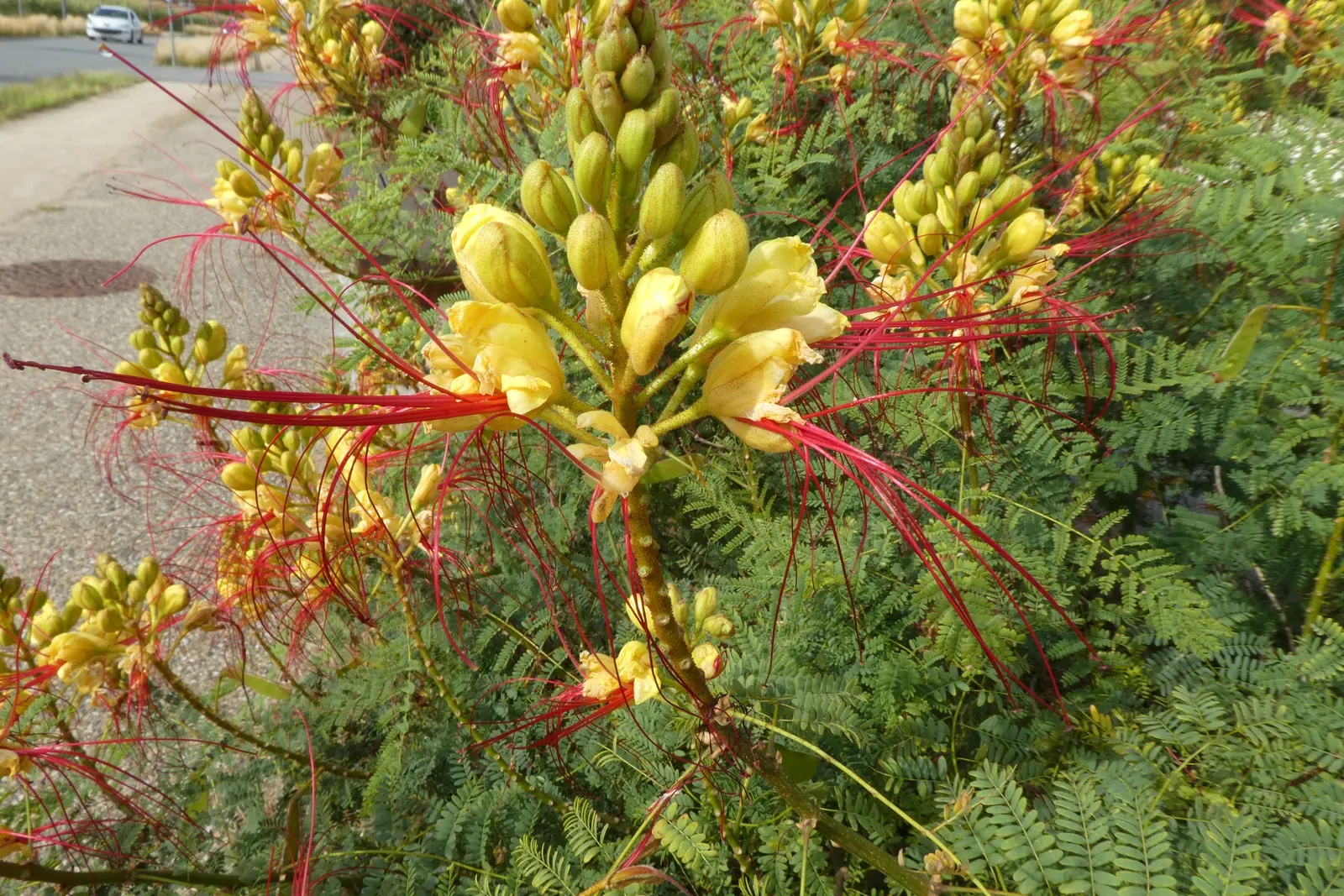 Yellow Bird Of Paradise (Caesalpinia Gilliesii) — Adaptability is a hallmark of the Yellow Bird of Paradise; multi-colored and red and yellow, image 67