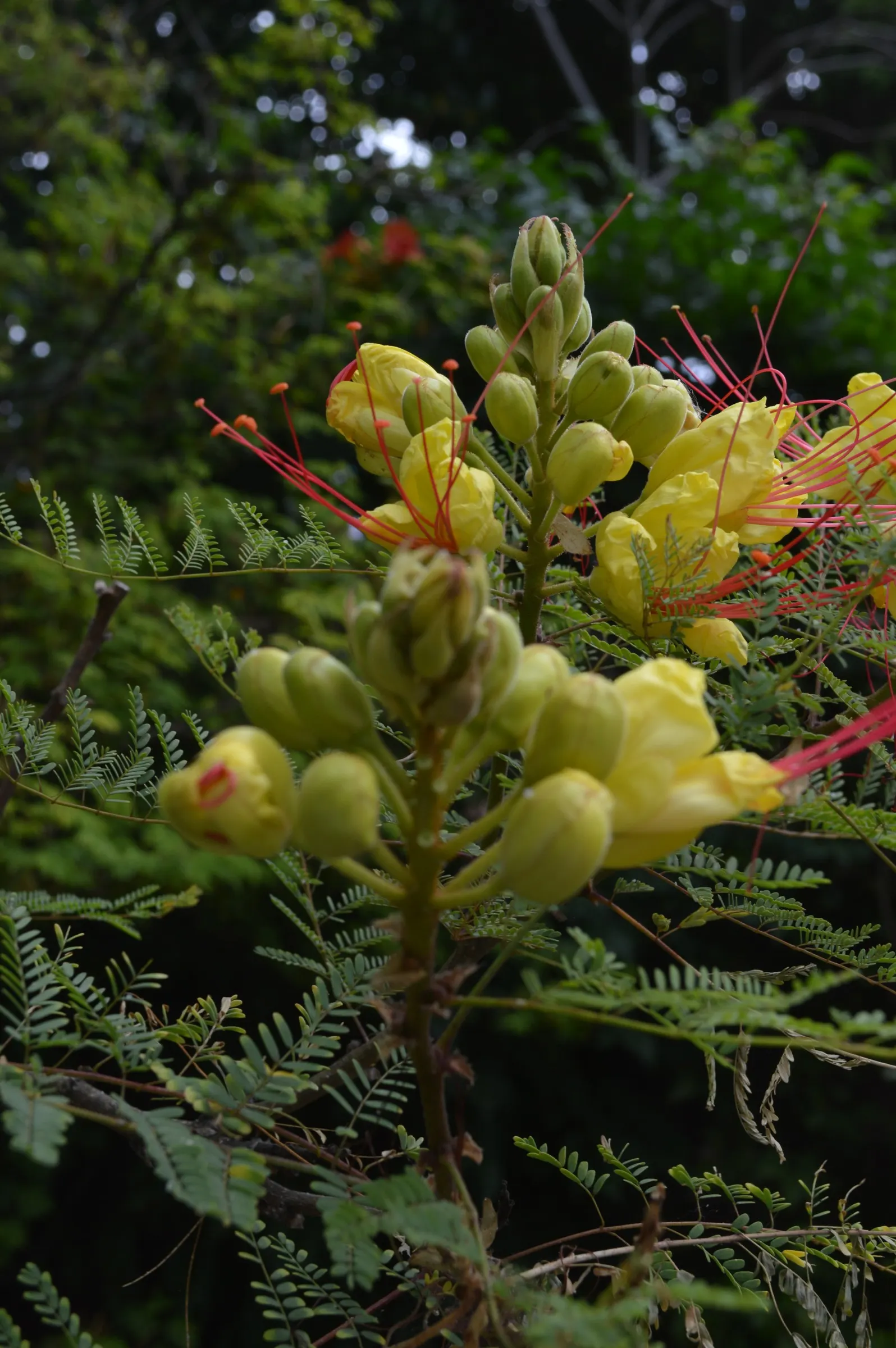 Yellow Bird Of Paradise (Caesalpinia Gilliesii) — multi-colored and red and yellow flowers in the garden; ornamental shrub that brings a lively burst of color