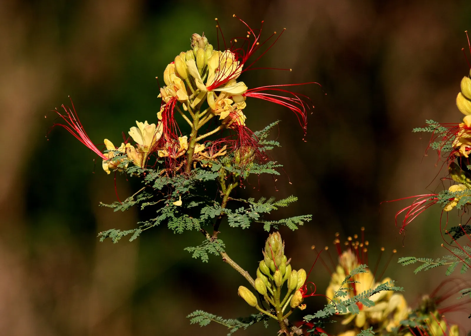 Yellow Bird Of Paradise (Caesalpinia Gilliesii) — as it is drought-tolerant once established; blue-green foliage and striking yellow flowers with, image 68