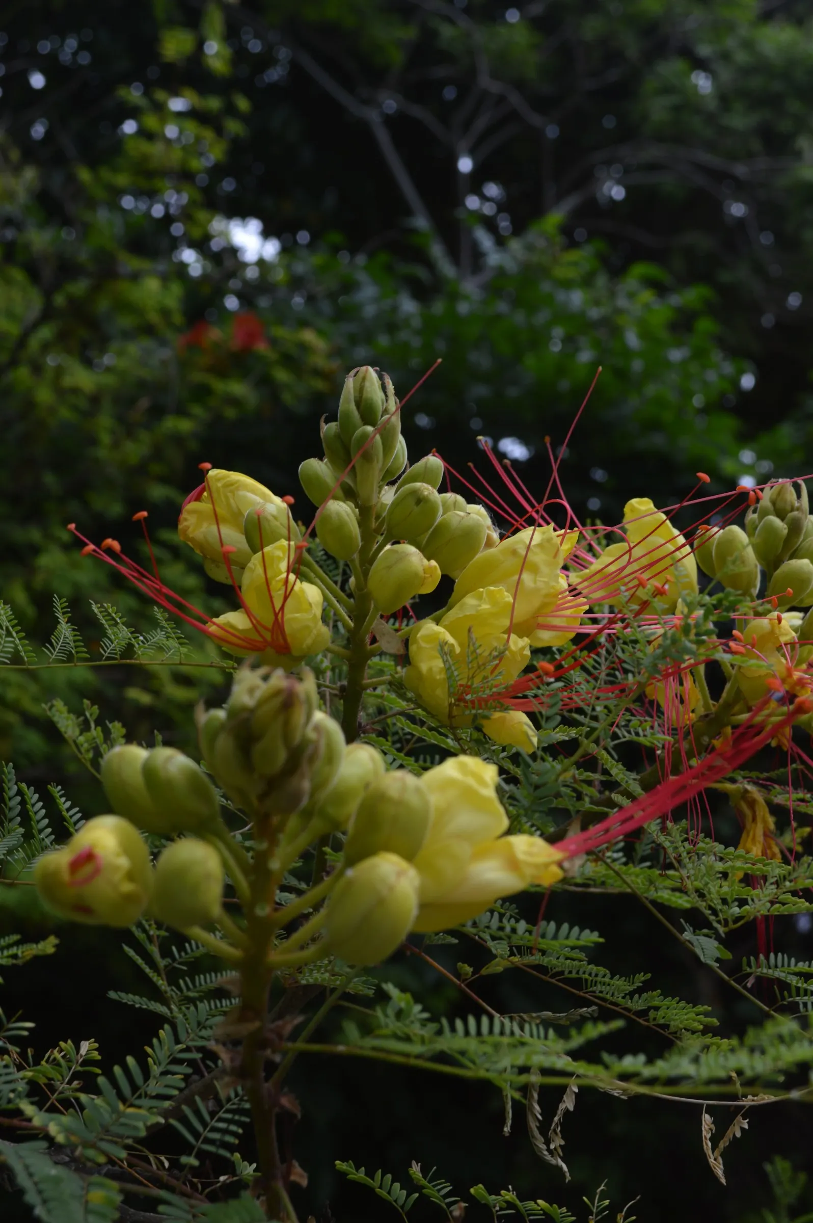 Yellow Bird Of Paradise (Caesalpinia Gilliesii) — is a drought-tolerant shrub