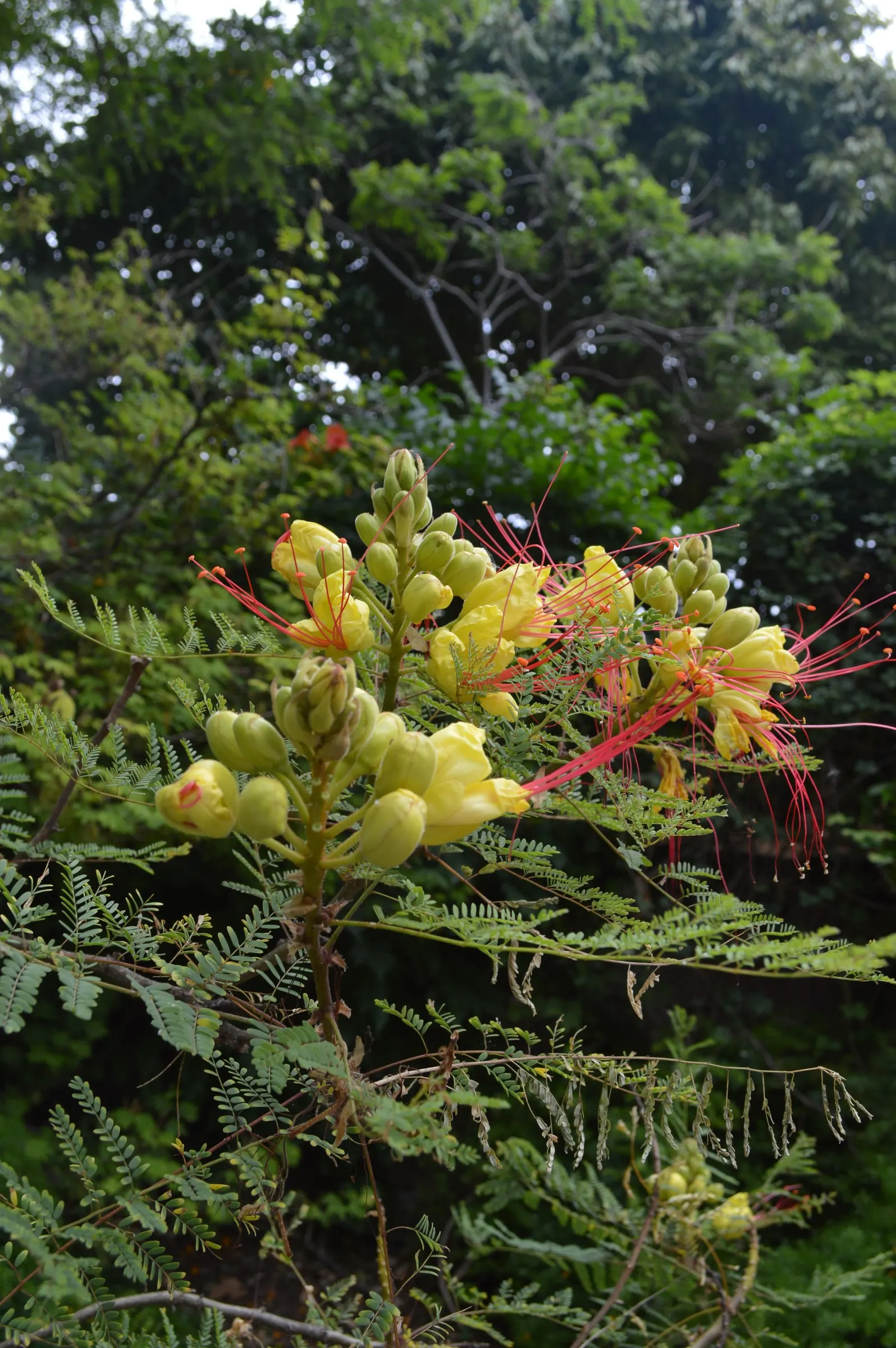 Yellow Bird Of Paradise (Caesalpinia Gilliesii) — and deadheading can minimize the spread of seeds if desired; is a drought-tolerant shrub